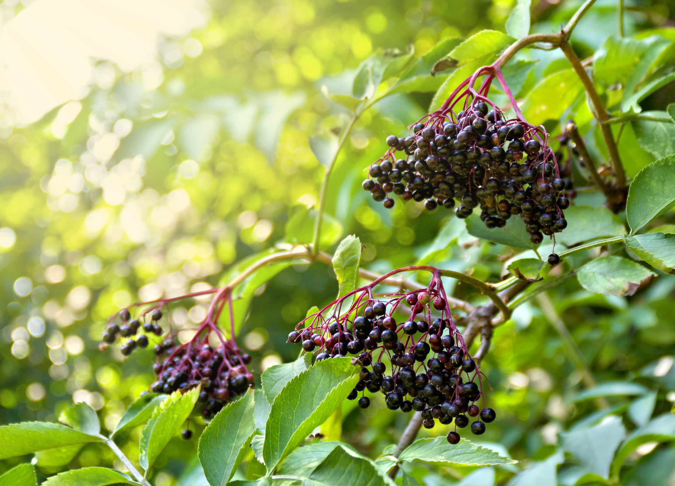 Holunderbeere Dunkelviolette Holunderbeeren hängen in dichten Dolden an rötlichen Stielen zwischen grünen, gezackten Blättern
