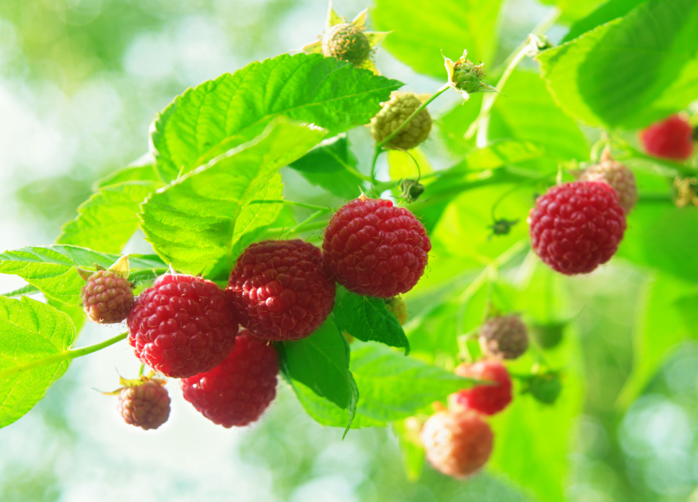 Himbeere Mehrere reife, rote Himbeeren hängen an einem Zweig mit hellgrünen Blättern im Sonnenlicht