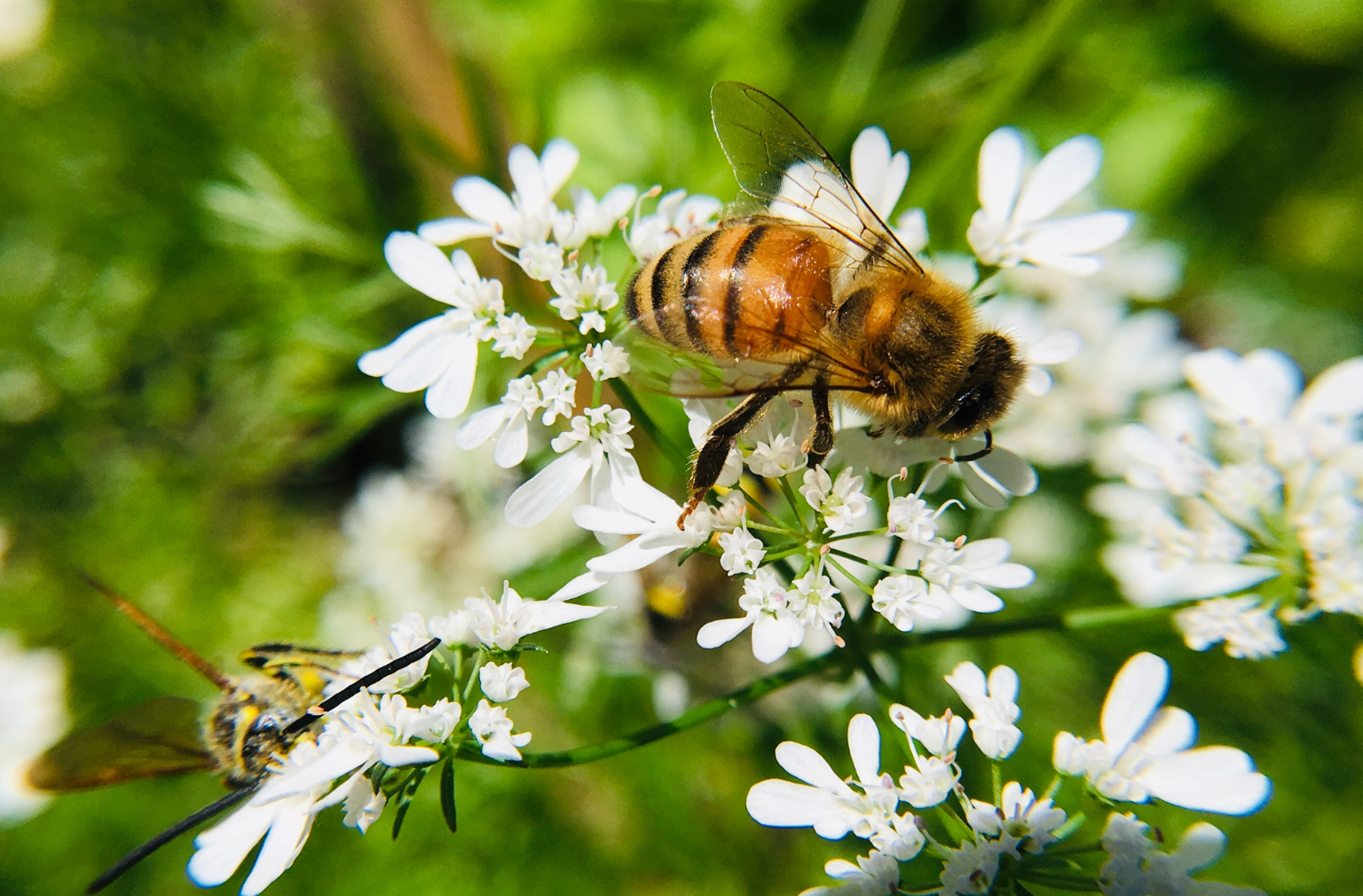 Nahaufnahme einer Biene auf einer weißen Blüte