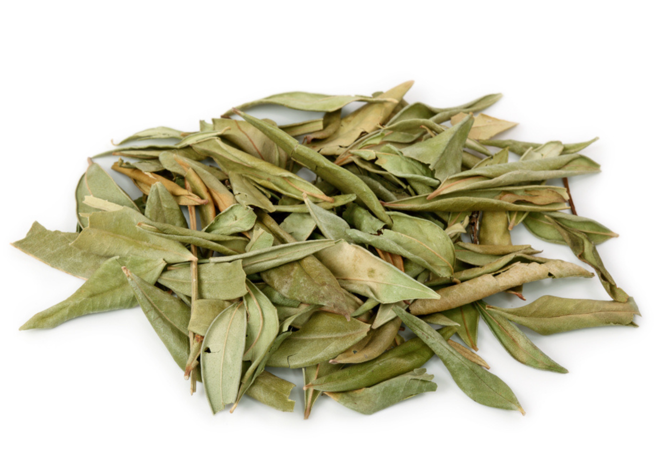 Lemon Myrtle Heller Haufen getrockneter Zitronenmyrte-Blätter mit länglicher, leicht gebogener Form auf weißem Hintergrund