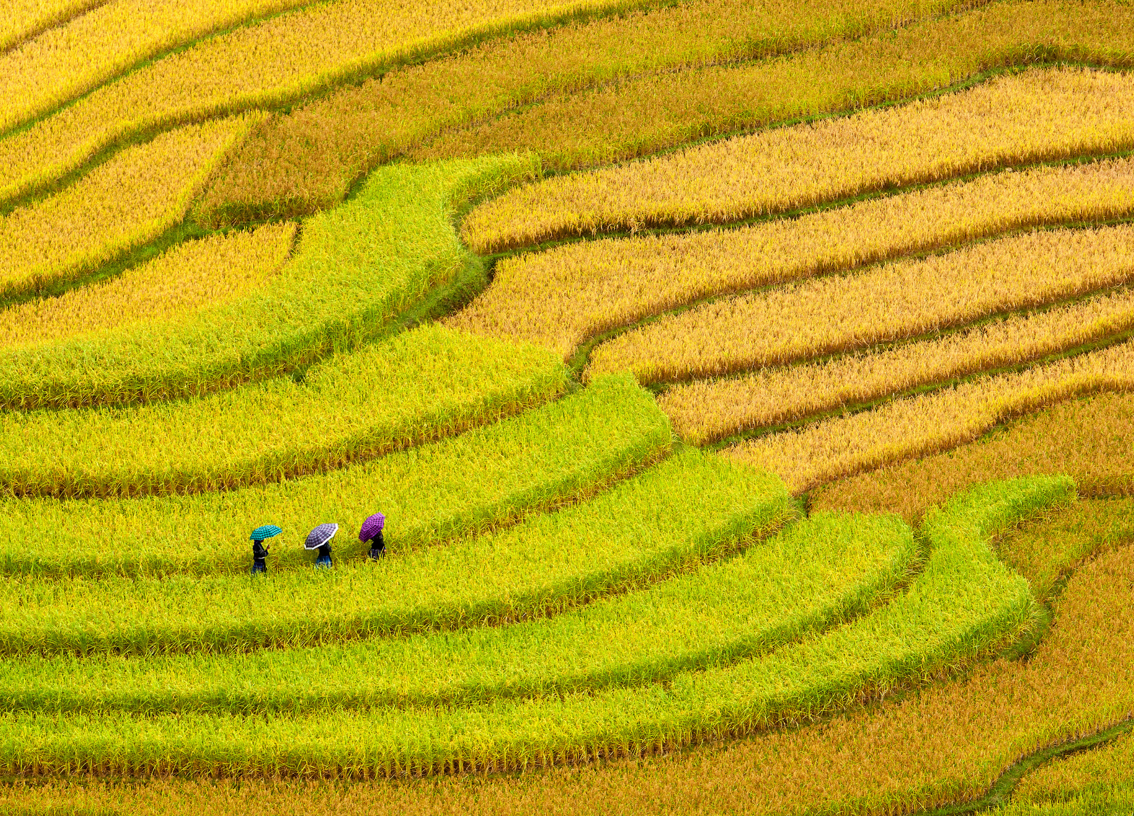 Drei Menschen mit bunten Regenschirmen gehen durch grüne und gelbe Reisterrassen in hügeliger Landschaft in Vietnam