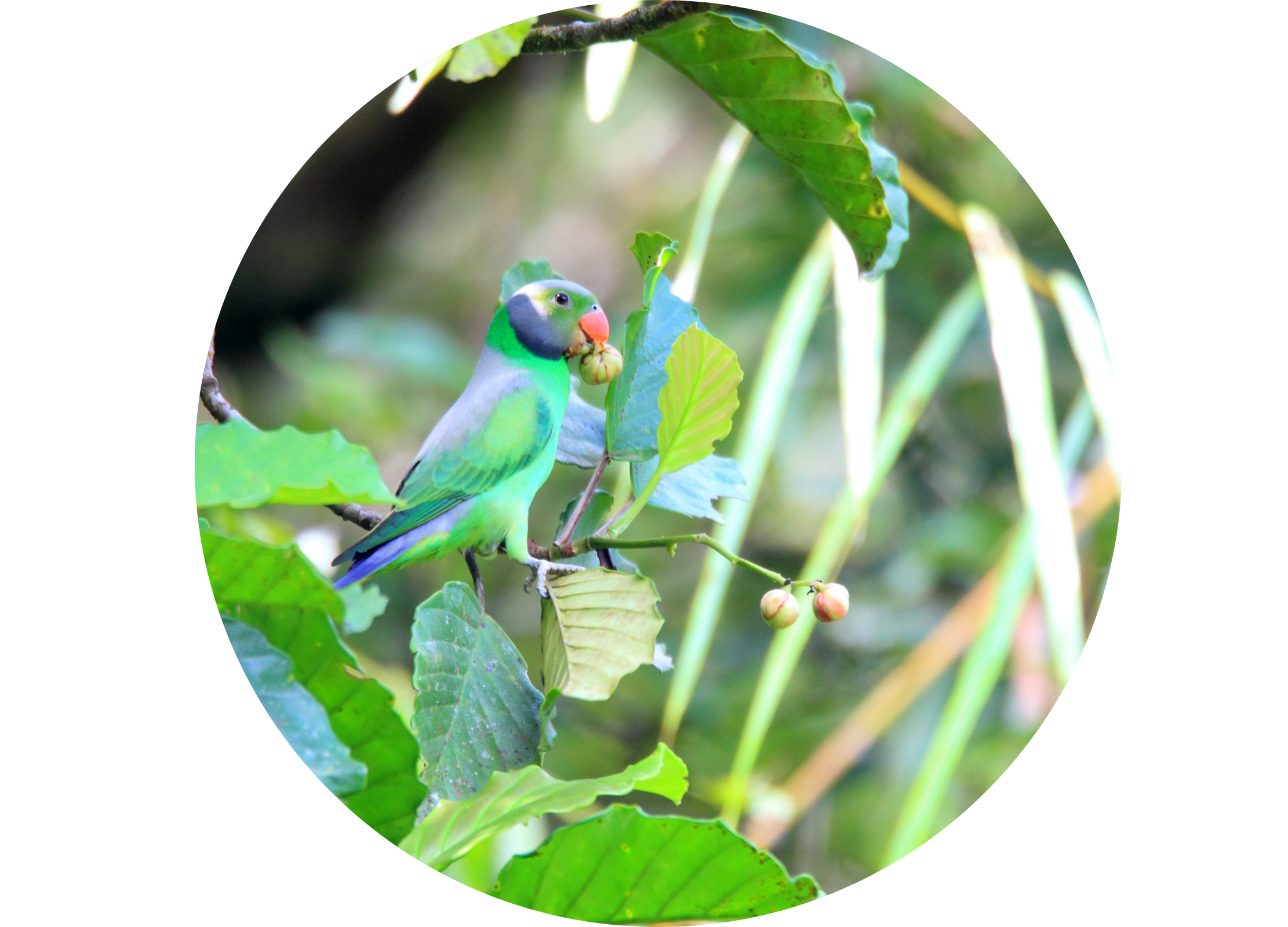 Grüner Papagei mit rosa Schnabel sitzt in einem Baum und frisst eine Frucht