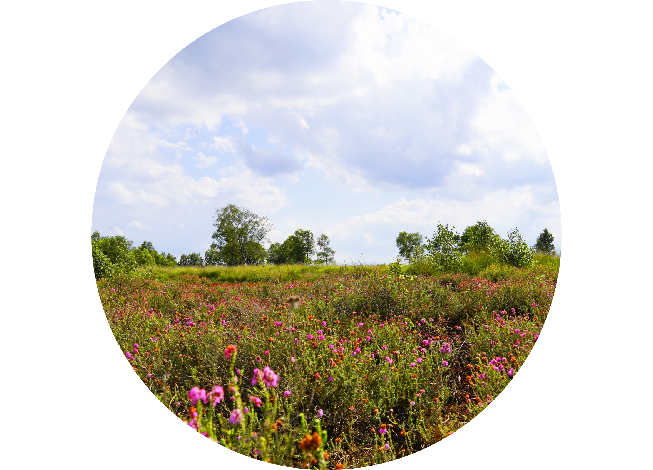 Wiese mit rosa blühenden Gräsern unter blauem Himmel