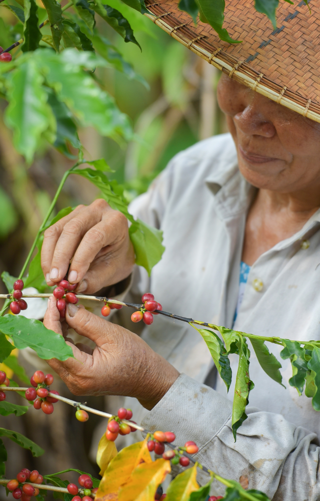 Frau erntet Kaffee-Kirschen von einem Ast