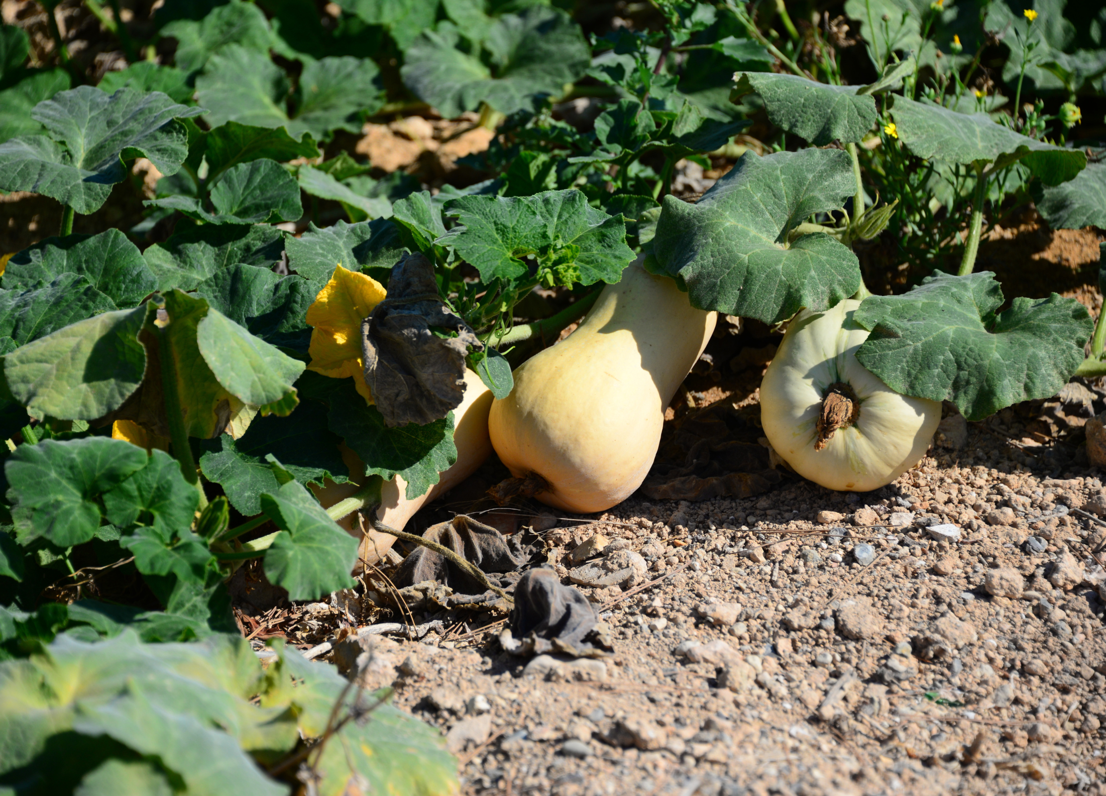 Zwei beige Butternut-Kürbisse wachsen am Boden zwischen grünen Blättern auf trockenem, sandigem Untergrund