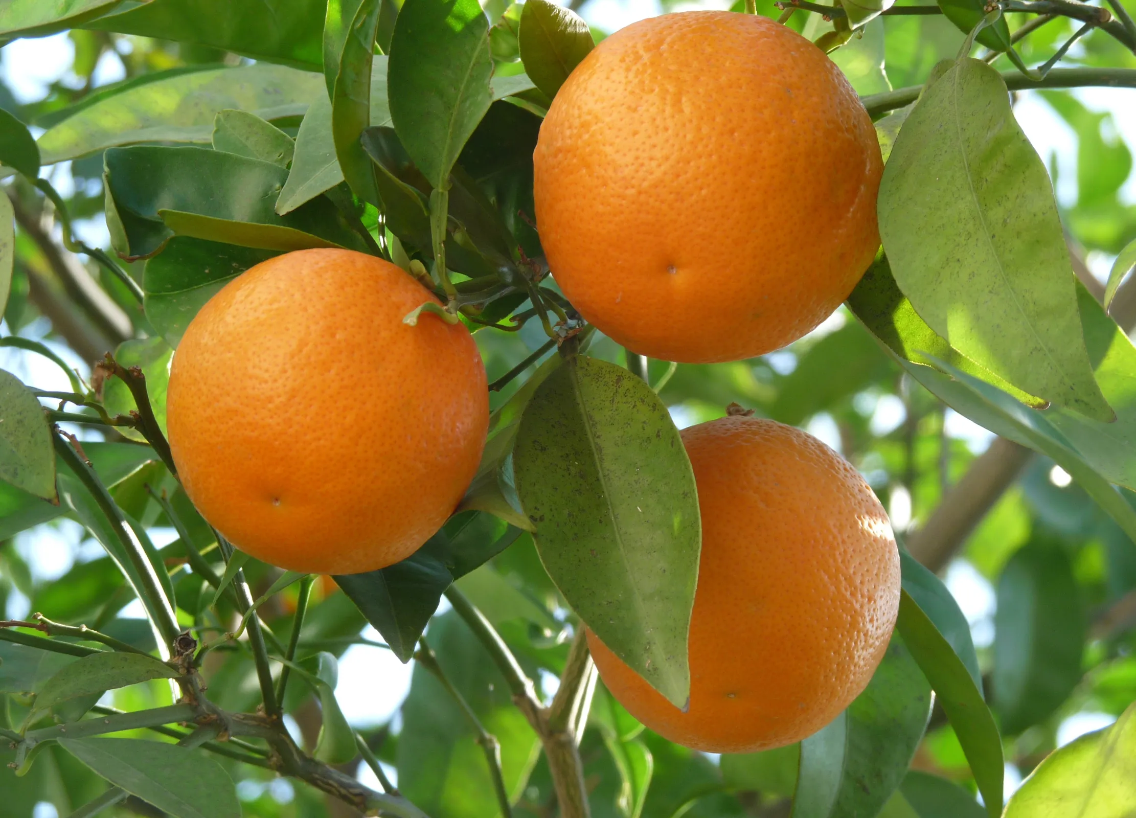Orangen am Baum