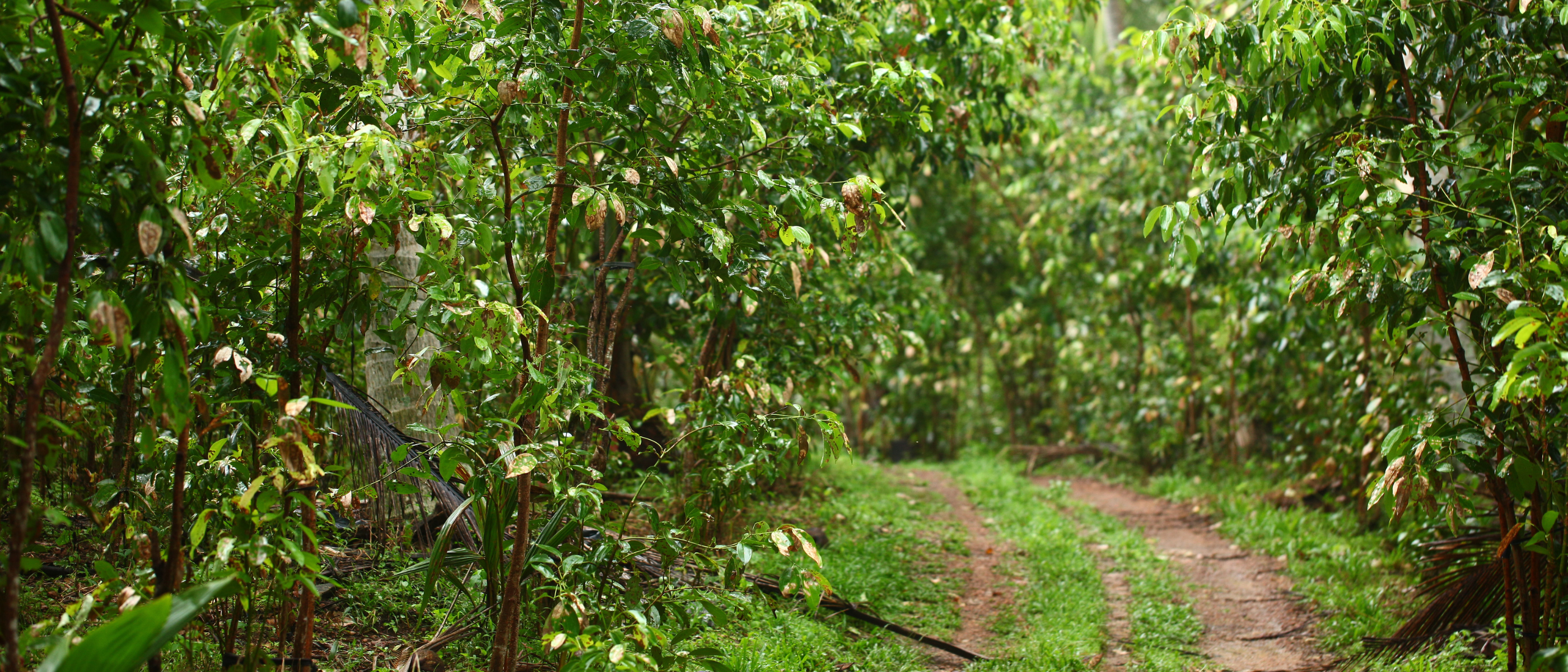 Waldweg in Sri Lanka