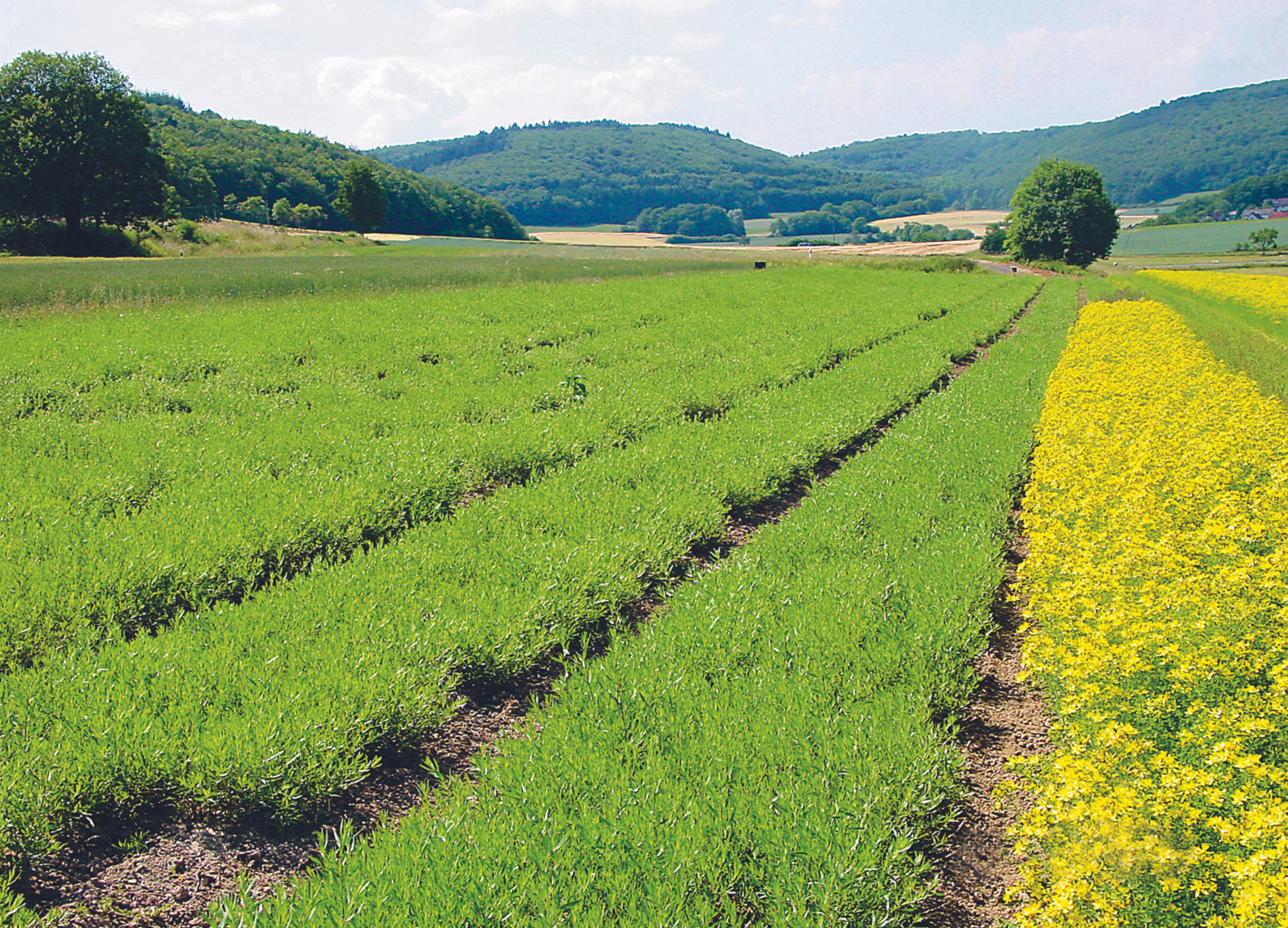 Kräuterfeld mit grünen Pflanzenreihen und gelb blühendem Streifen, umgeben von Hügeln und Wäldern im Hintergrund