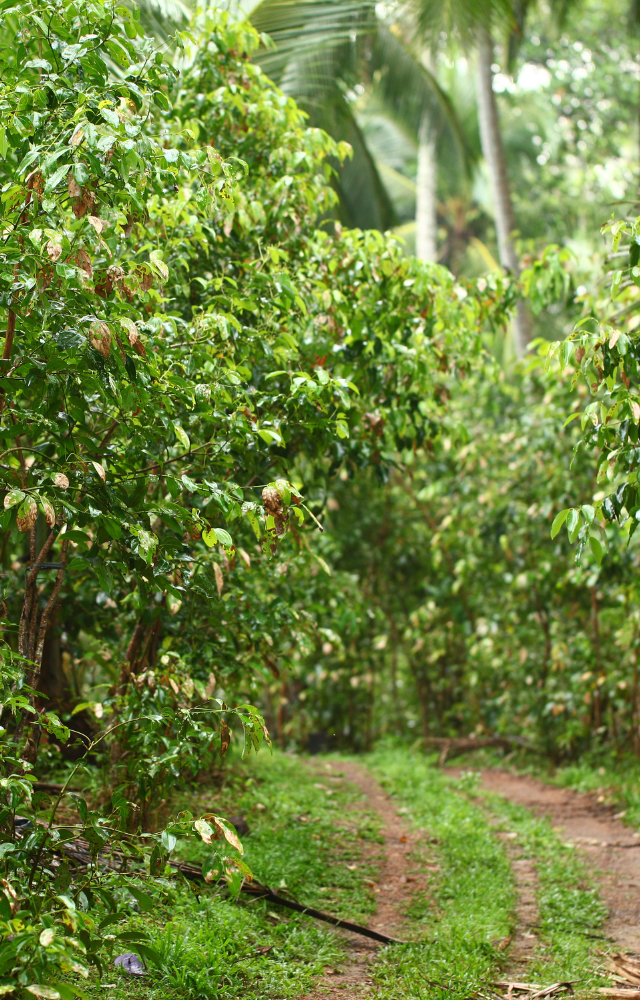 Waldweg in Sri Lanka