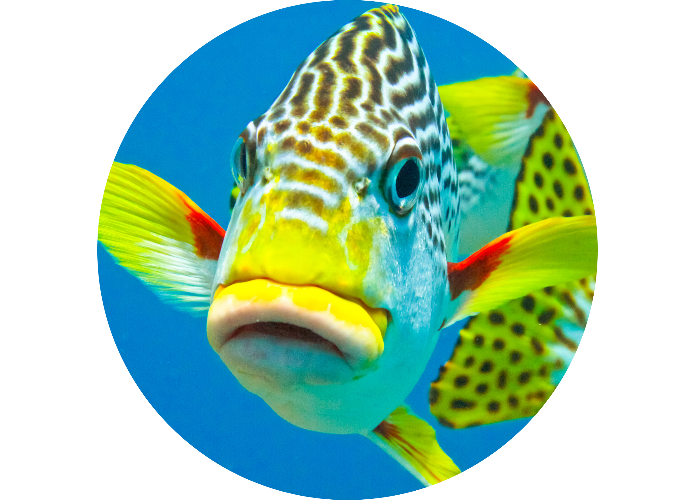 Bunter tropischer Fisch mit gelben Flossen und gemustertem Kopf vor blauem Hintergrund