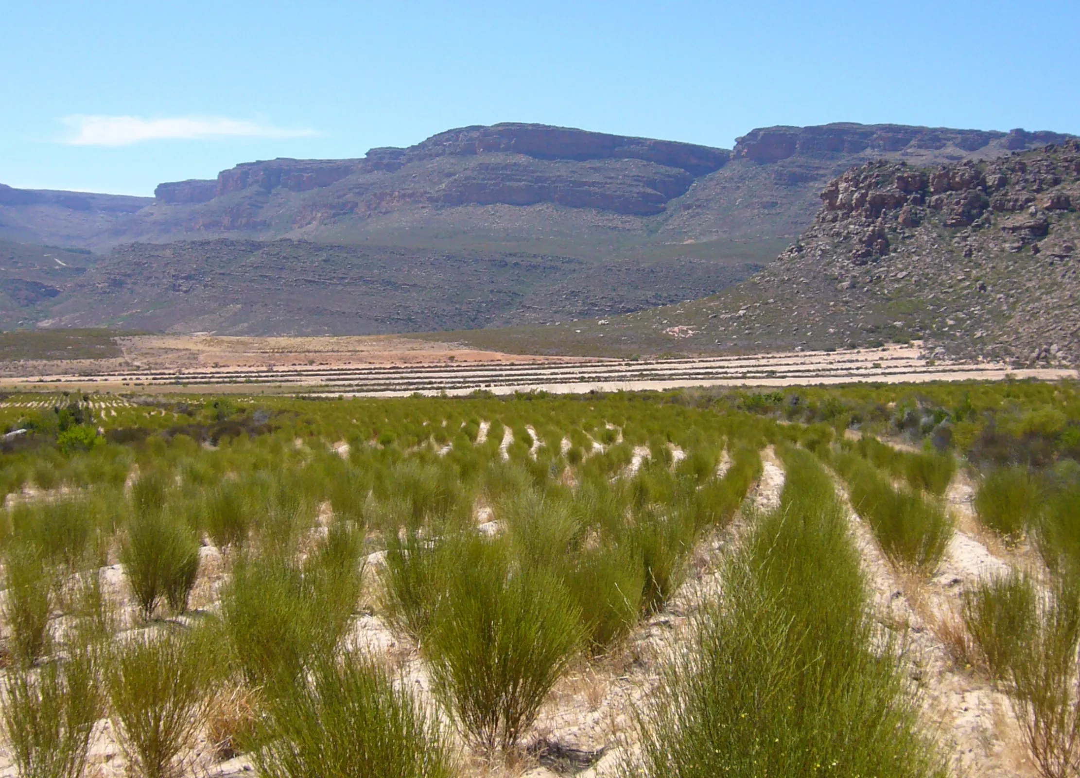 Rooibos-Plantage in Südafrika mit grünen Sträuchern in Reihen, karger Boden und Tafelbergen im Hintergrund unter klarem Himmel.