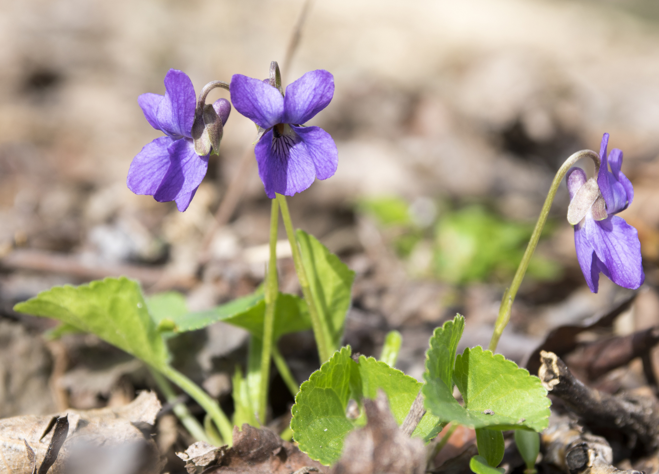 Veilchen (Viola odorata) Veilchen (Viola odorata)