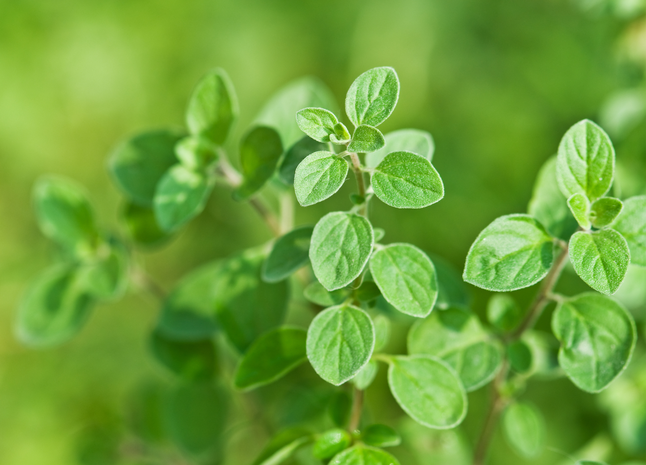 Oregano Oregano