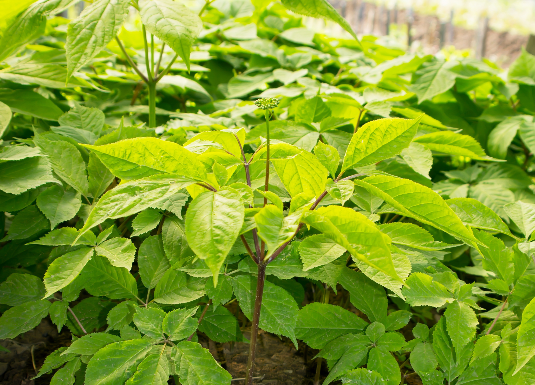 Ginseng Grüne Ginsengpflanze mit gefingerten Blättern und zartem Blütenansatz wächst im Halbschatten