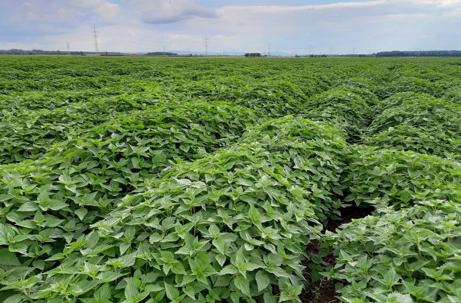 Weites Feld mit dicht wachsenden Brennnesseln unter bewölktem Himmel