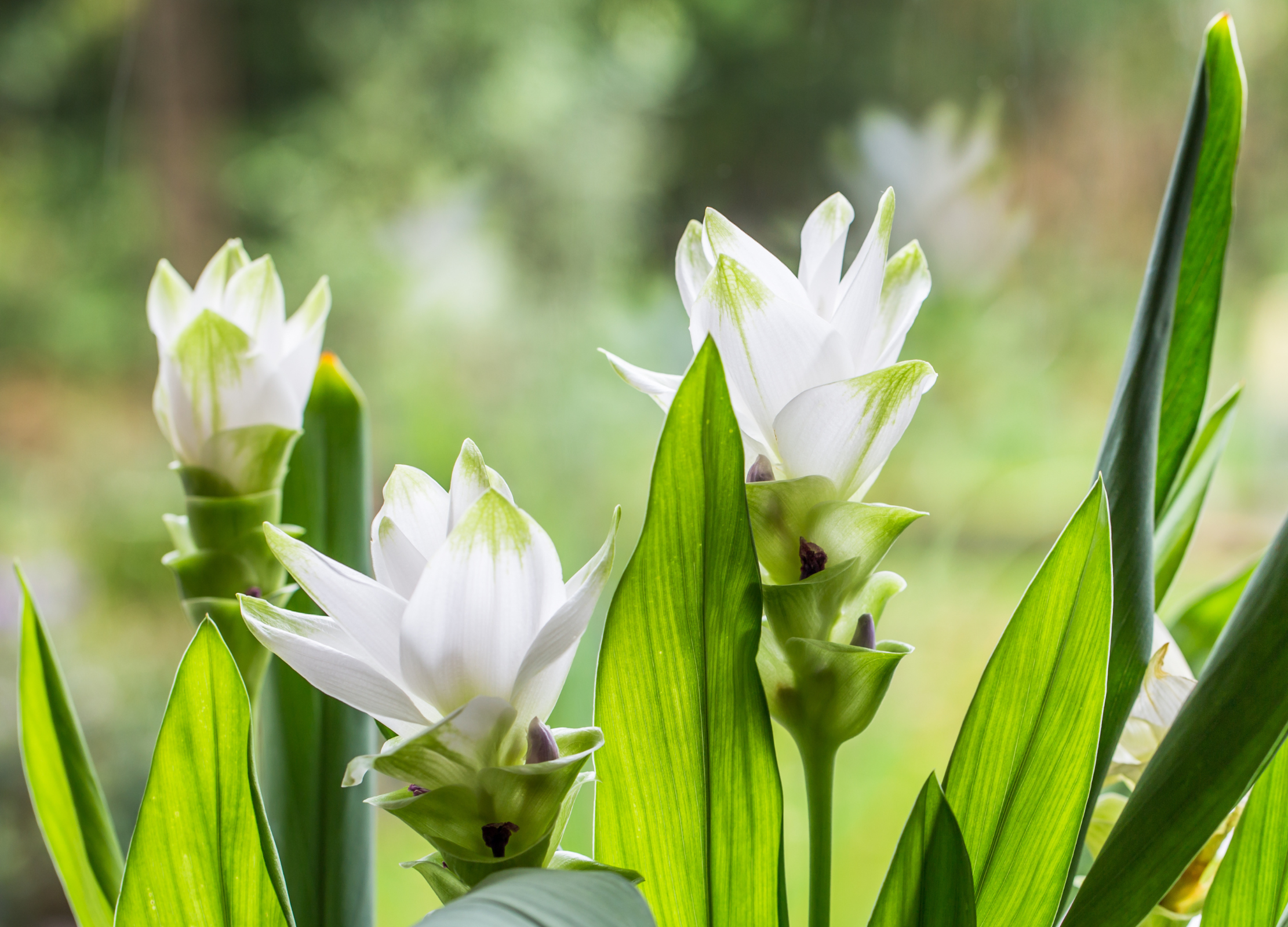 Kurkuma Mehrere weiße Kurkuma-Blüten mit grünen Spitzen ragen zwischen langen, lanzettlichen Blättern in die Höhe