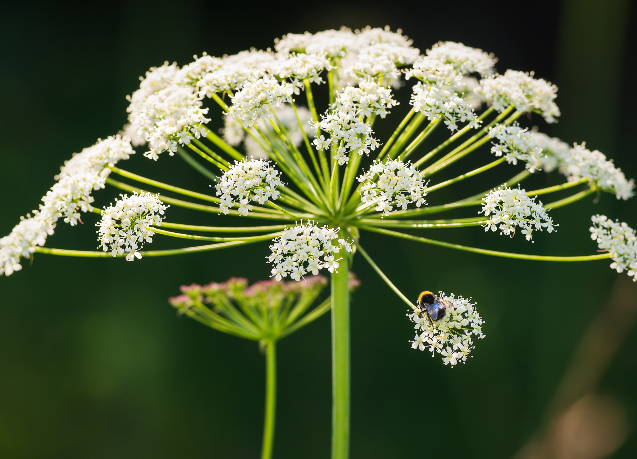 Kerbel Weißblühender Doldenblütler mit filigranen Einzelblüten und einer Hummel auf einer der Blütendolden
