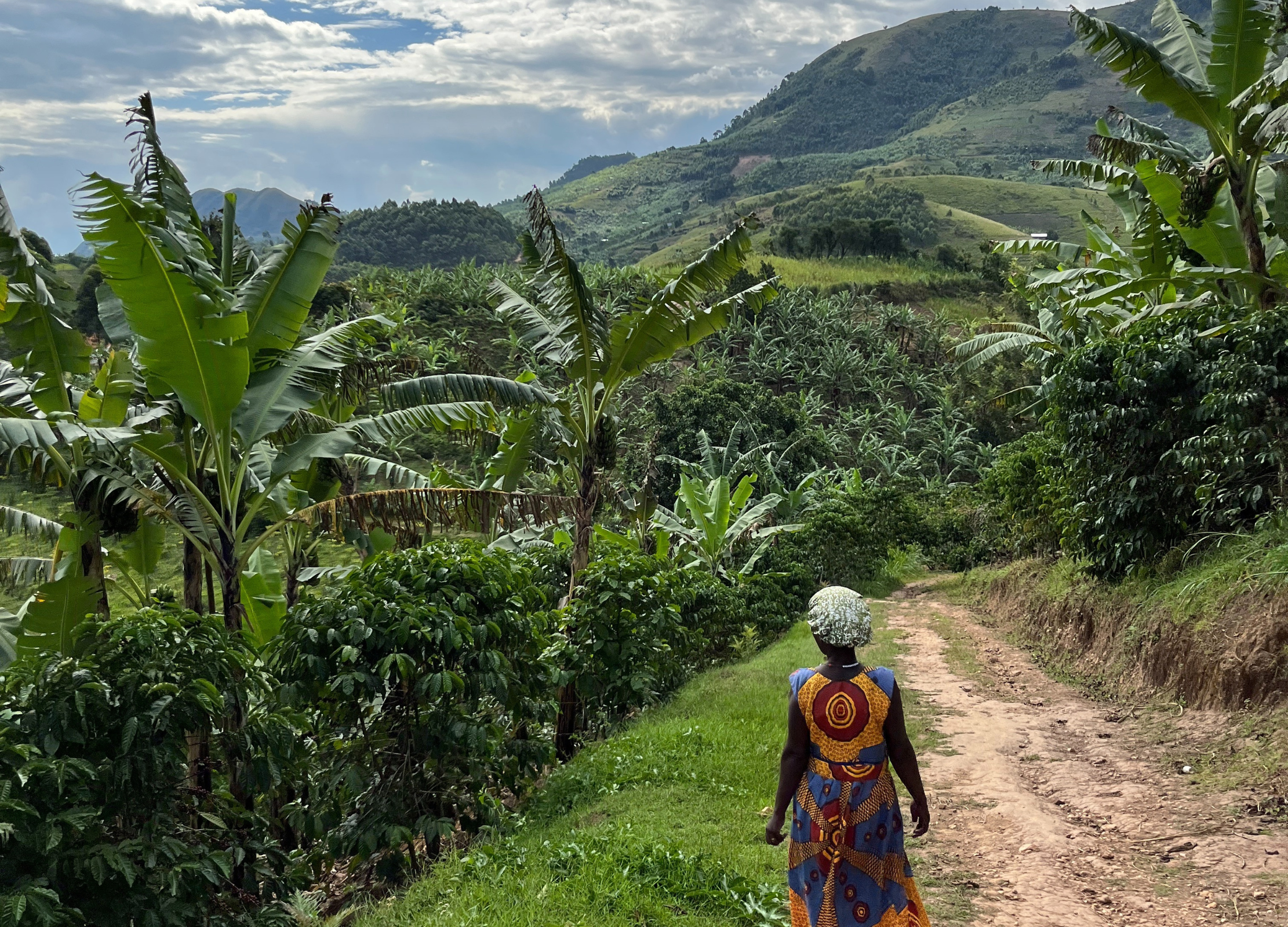 Frau in bunter Kleidung geht einen Weg entlang durch eine grüne Hügellandschaft mit Bananenstauden und Kaffeepflanzen