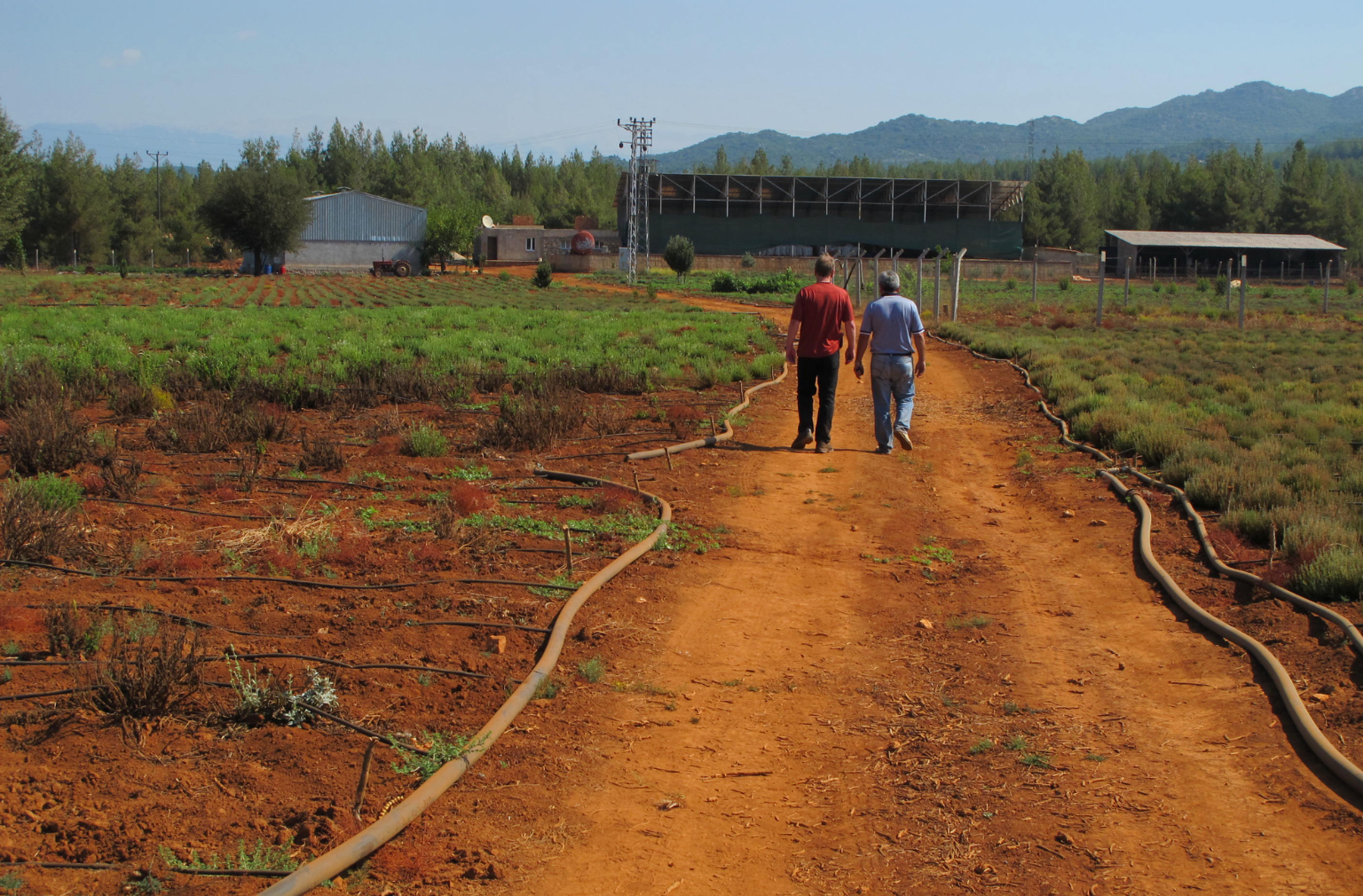Zwei Personen gehen einen Weg entlang durch Felder mit roter Erde und Bewässerungsschläuchen