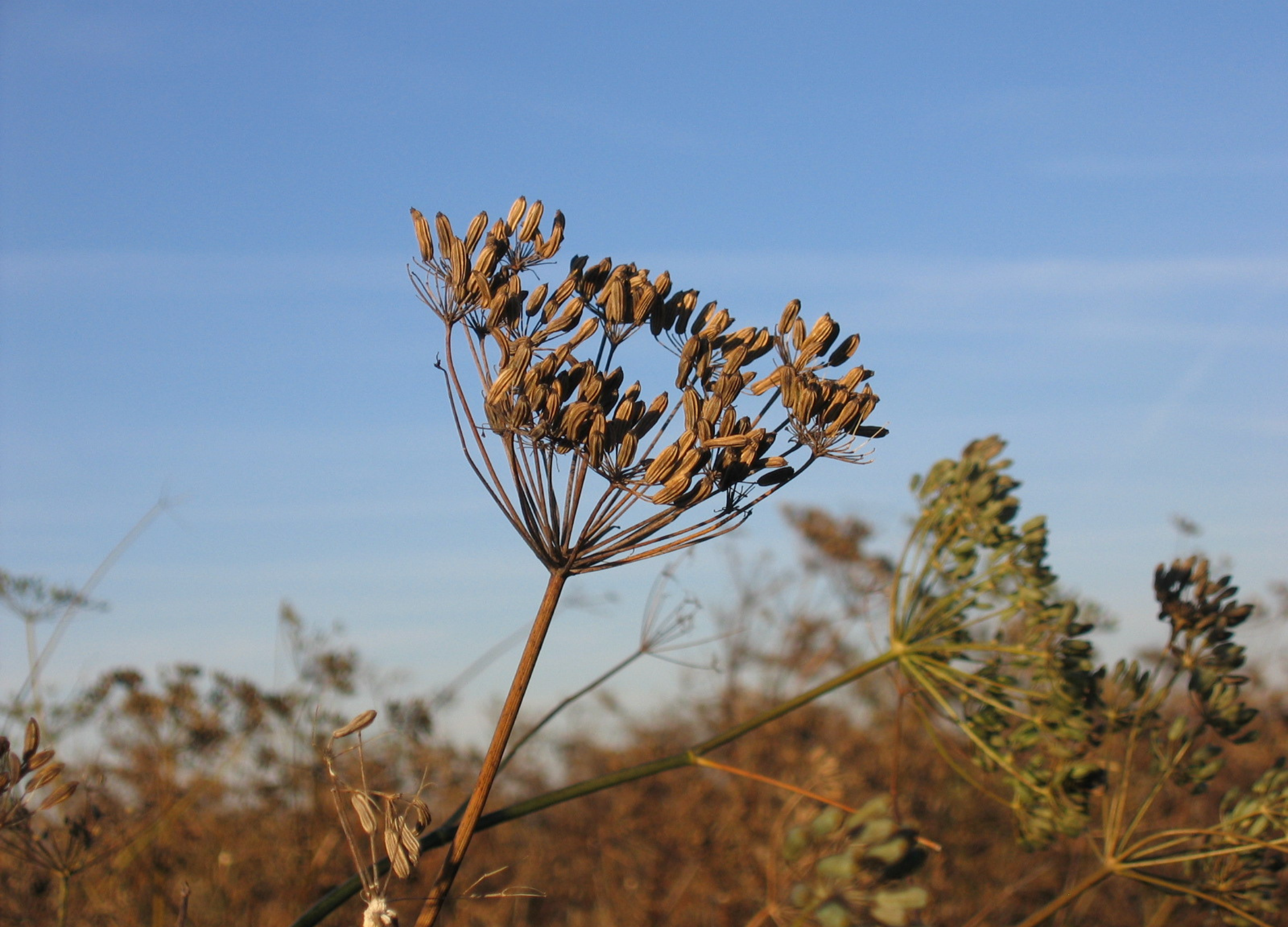 Braune Fenchelsamen stehen an filigranen Doldenstängeln vor blauem Himmel in spätsommerlicher Landschaft