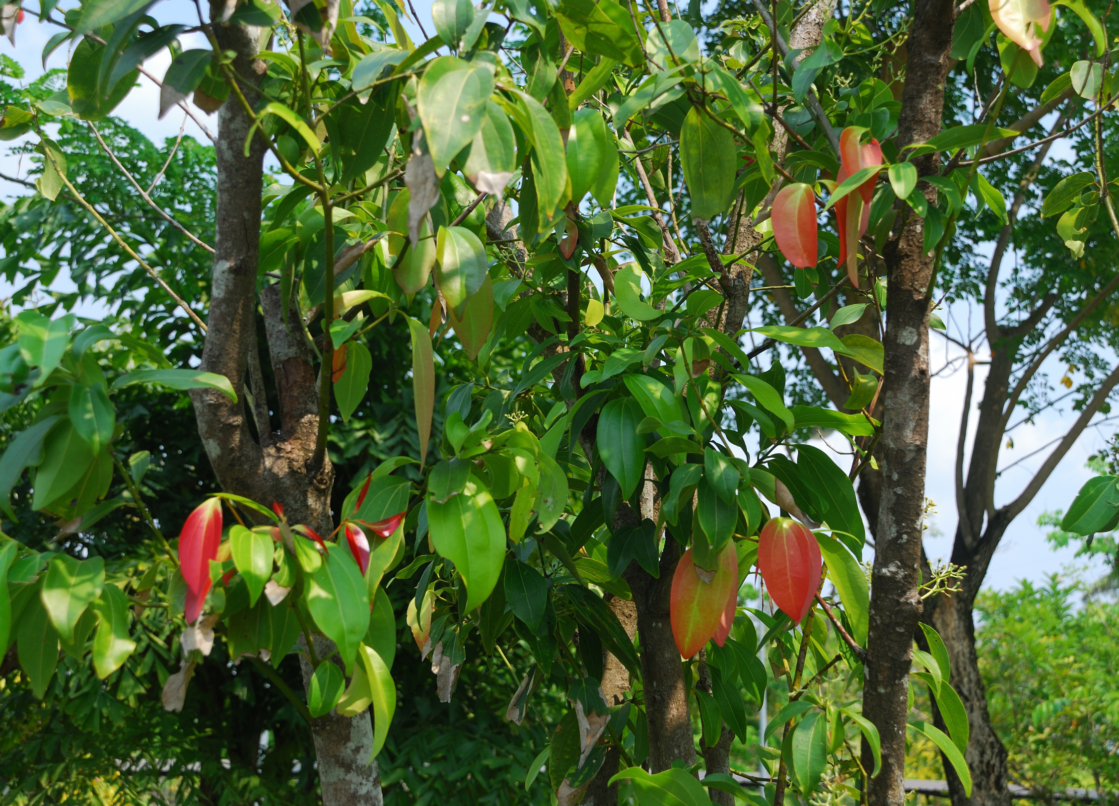Zimt, Ceylon Zimt, Ceylon
