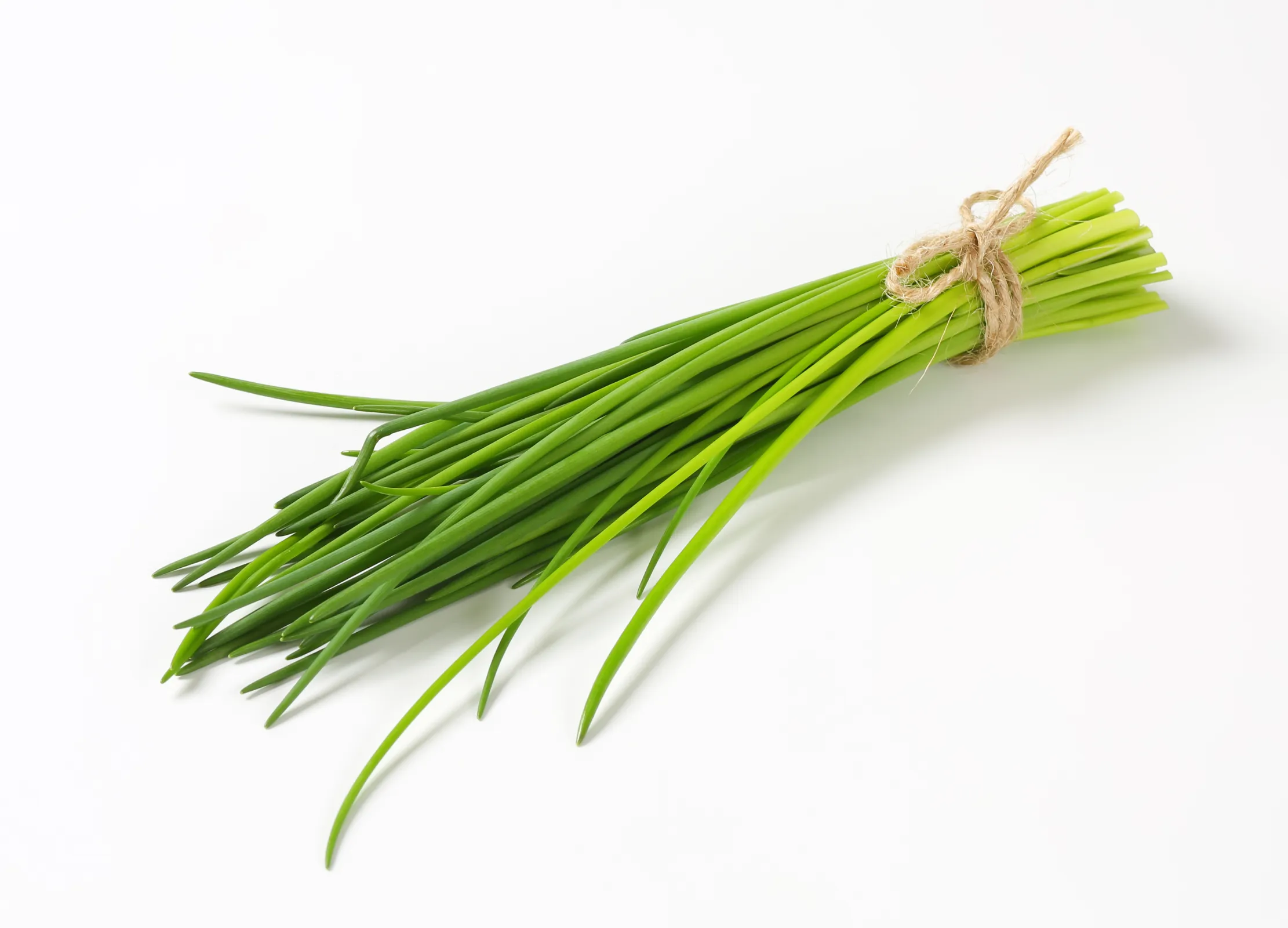 Frischer Schnittlauch, grüne Halme mit Naturschnur gebündelt, auf weißem Hintergrund.