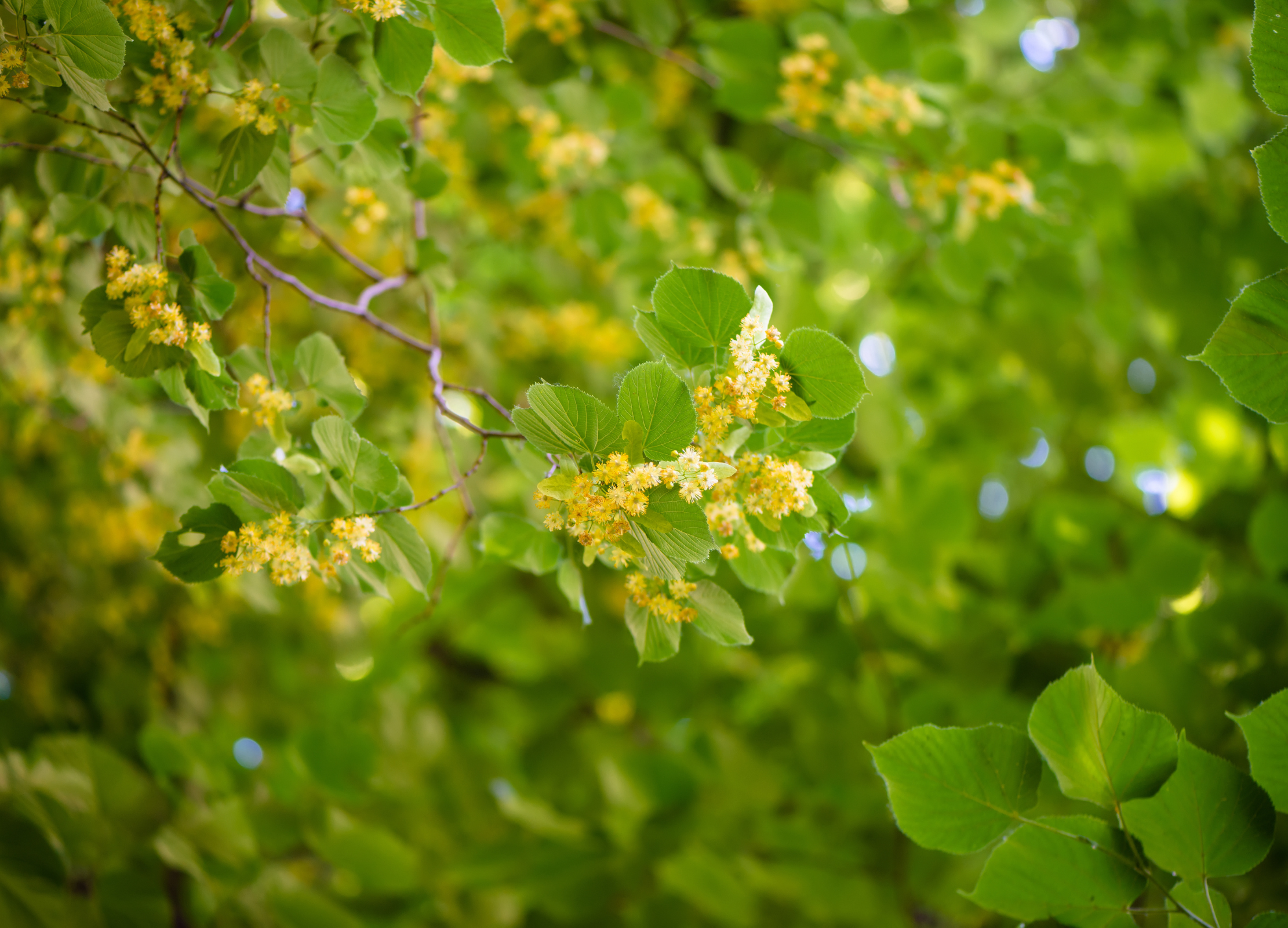 Lindenblüten