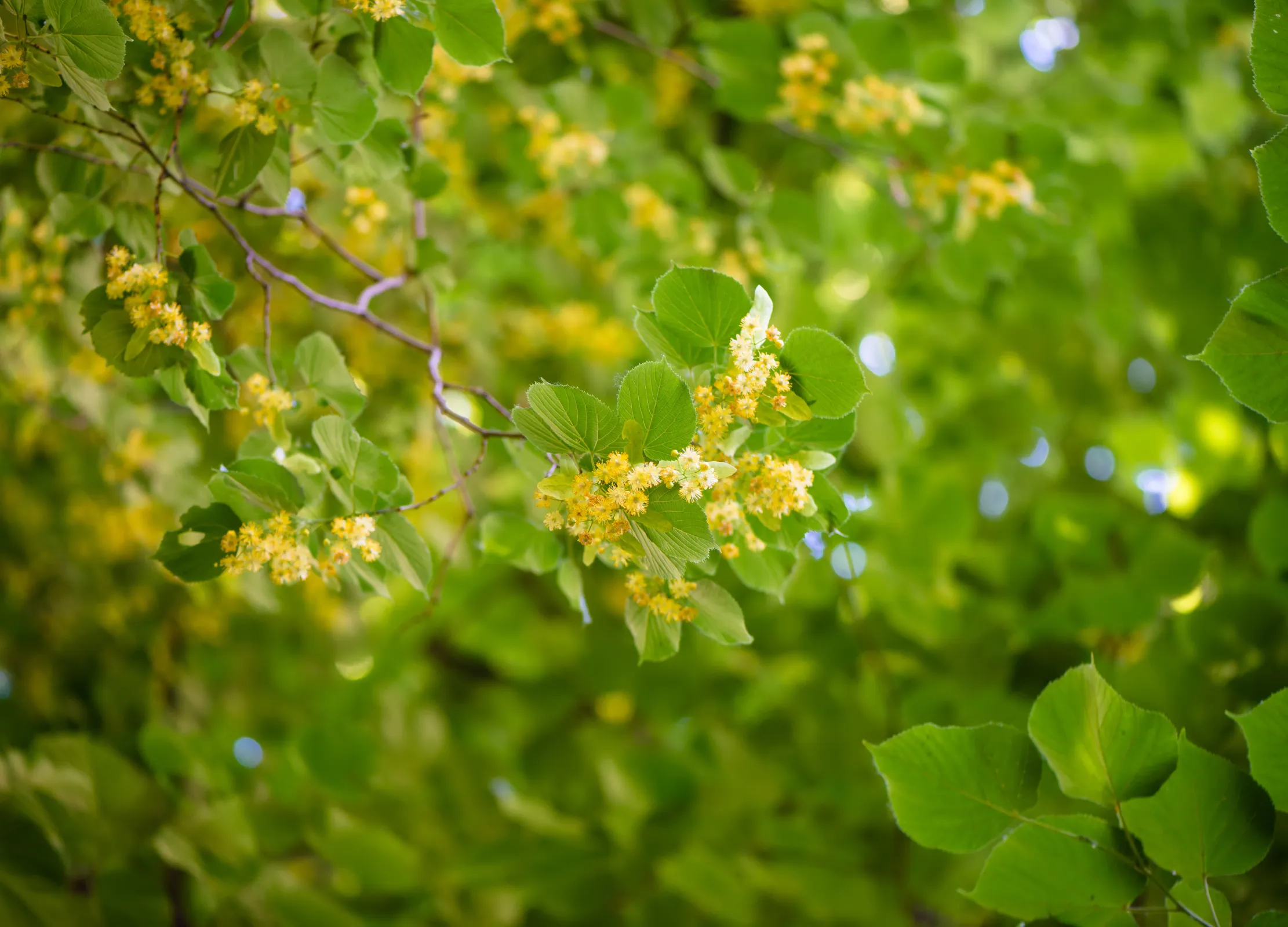 Zweig einer blühenden Linde mit herzförmigen grünen Blättern und kleinen gelben Blüten