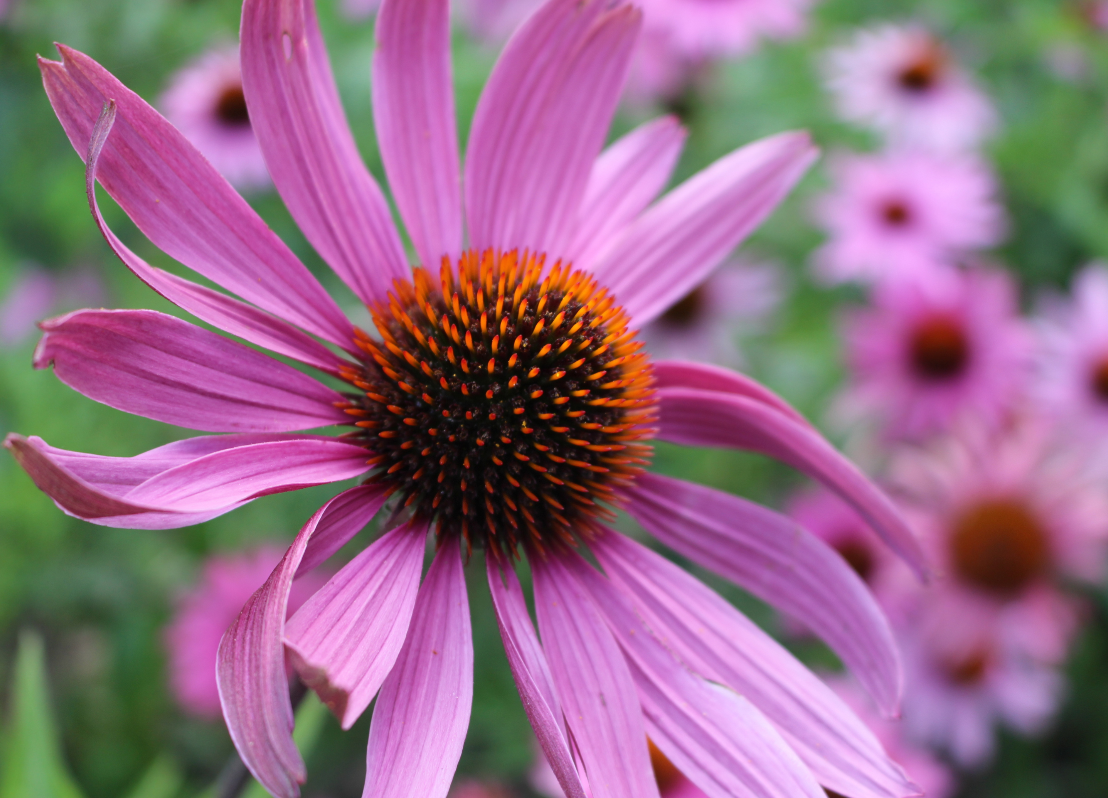 Echinacea Große, pinkfarbene Echinacea-Blüte mit dunklem, stacheligem Zentrum in Nahaufnahme, umgeben von weiteren Blüten im Hintergrund