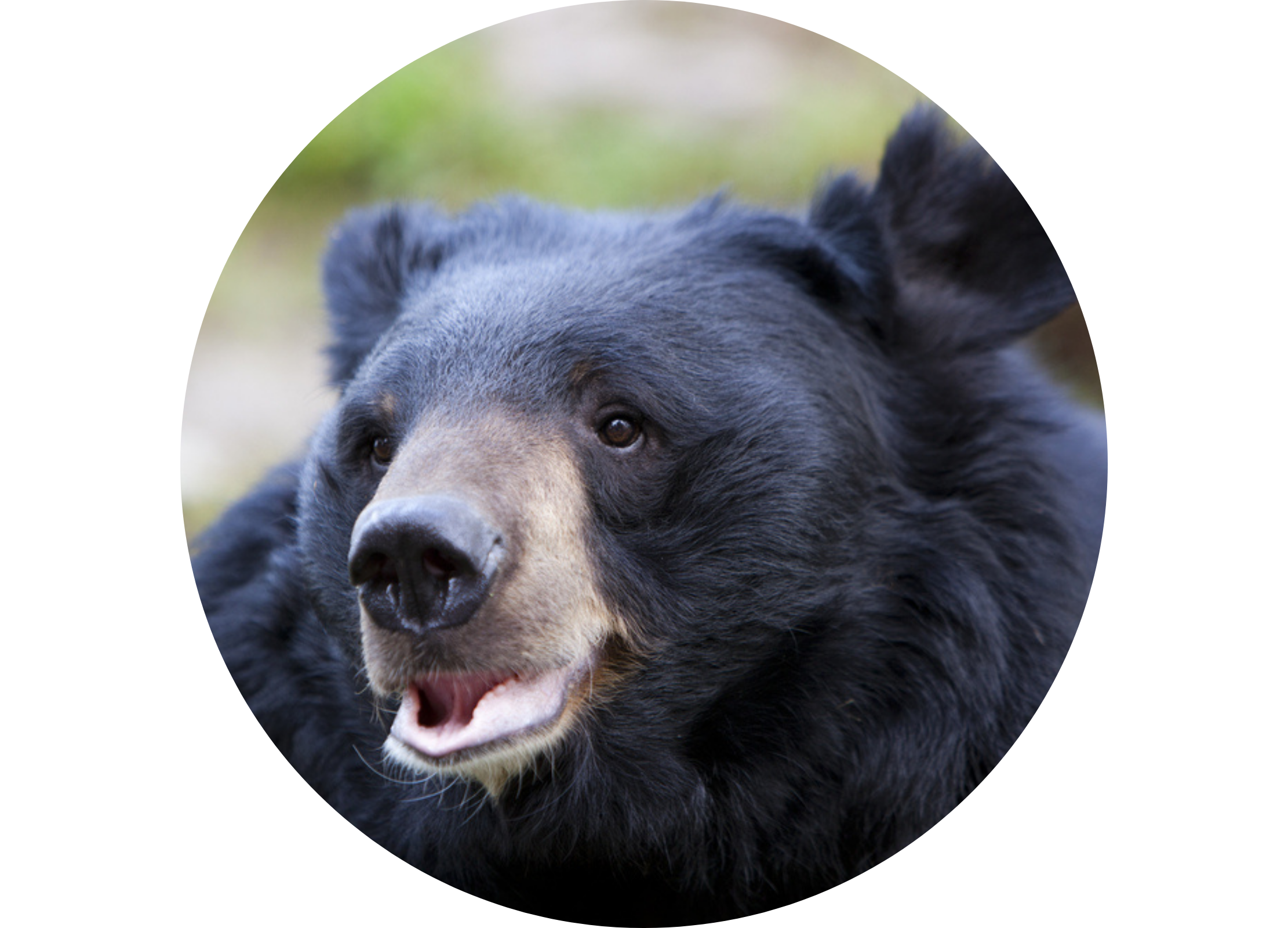 Asiatischer Schwarzbär mit hellem Maulbereich und halb geöffnetem Maul blickt aufmerksam nach vorn