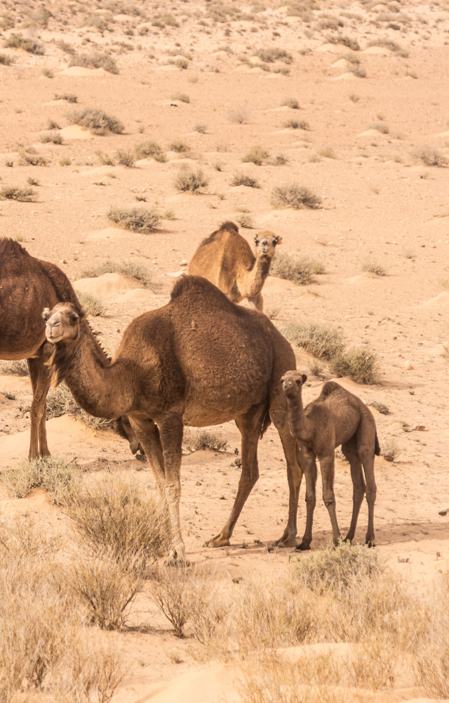 Dromedas in einer Wüstenlandschaft in Tunesien