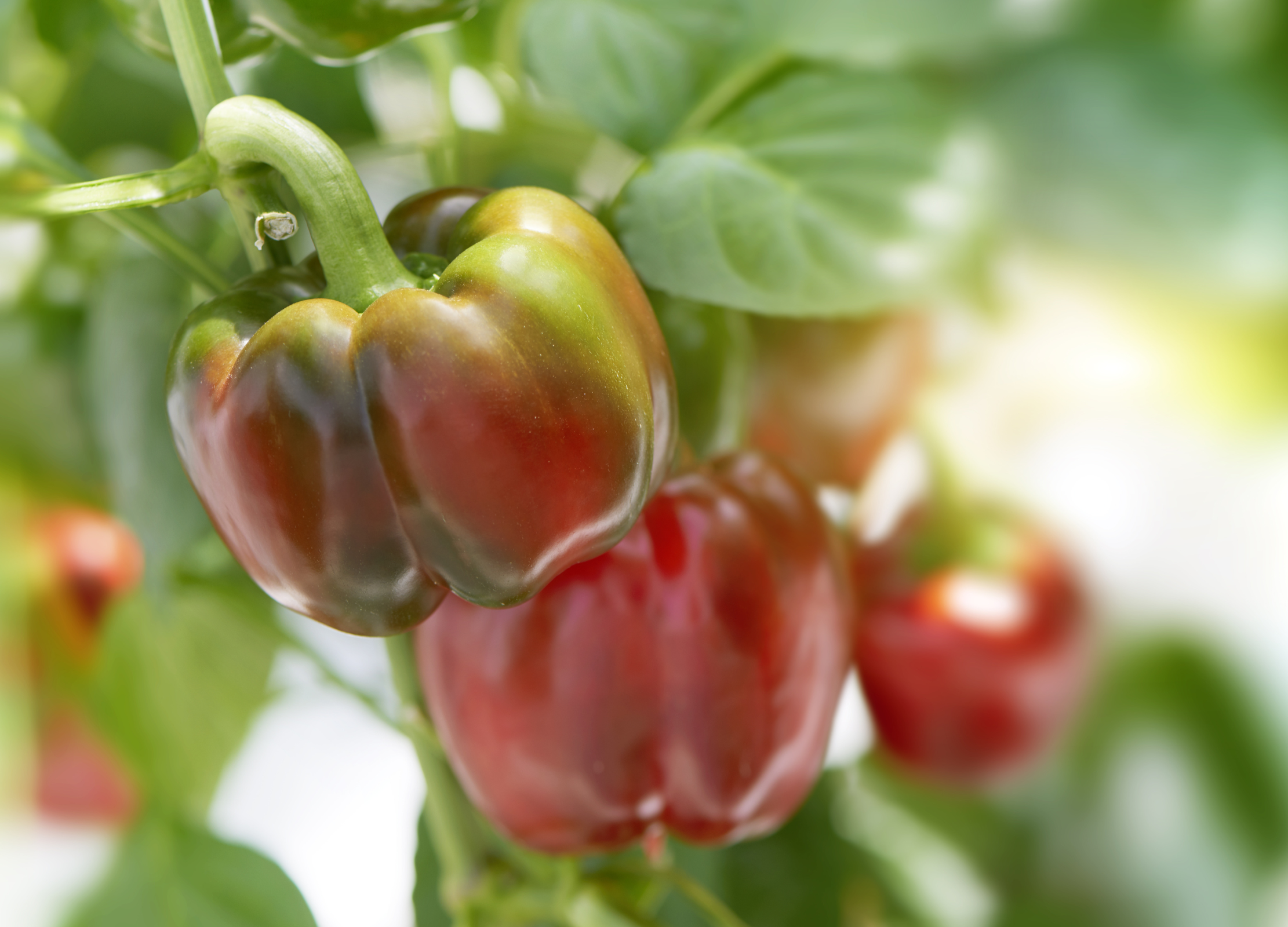 Paprika Paprika
