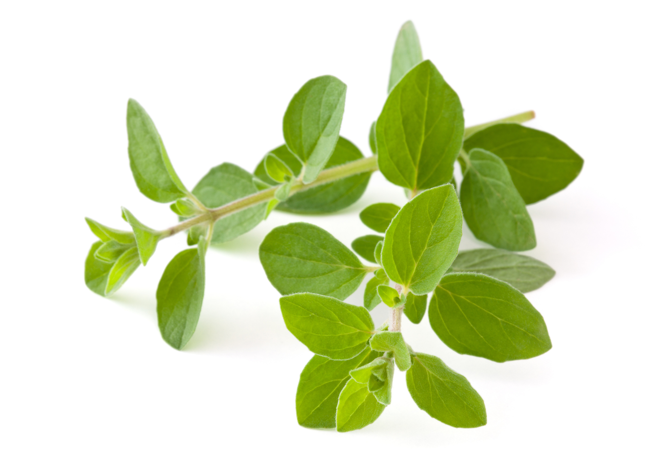 Oregano Oregano
