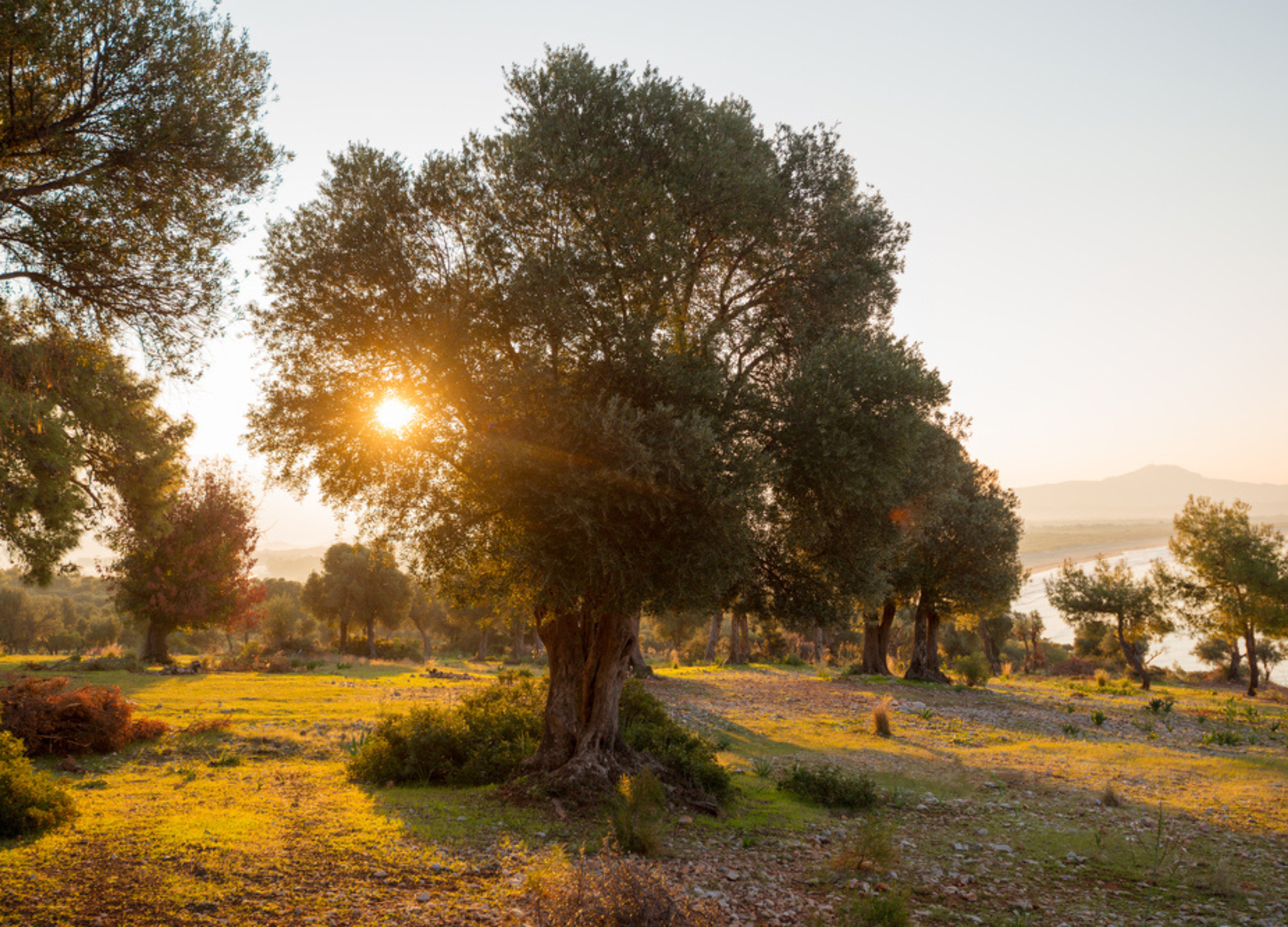 Olivenbäume in einer Landschaft bei Sonnenuntergang