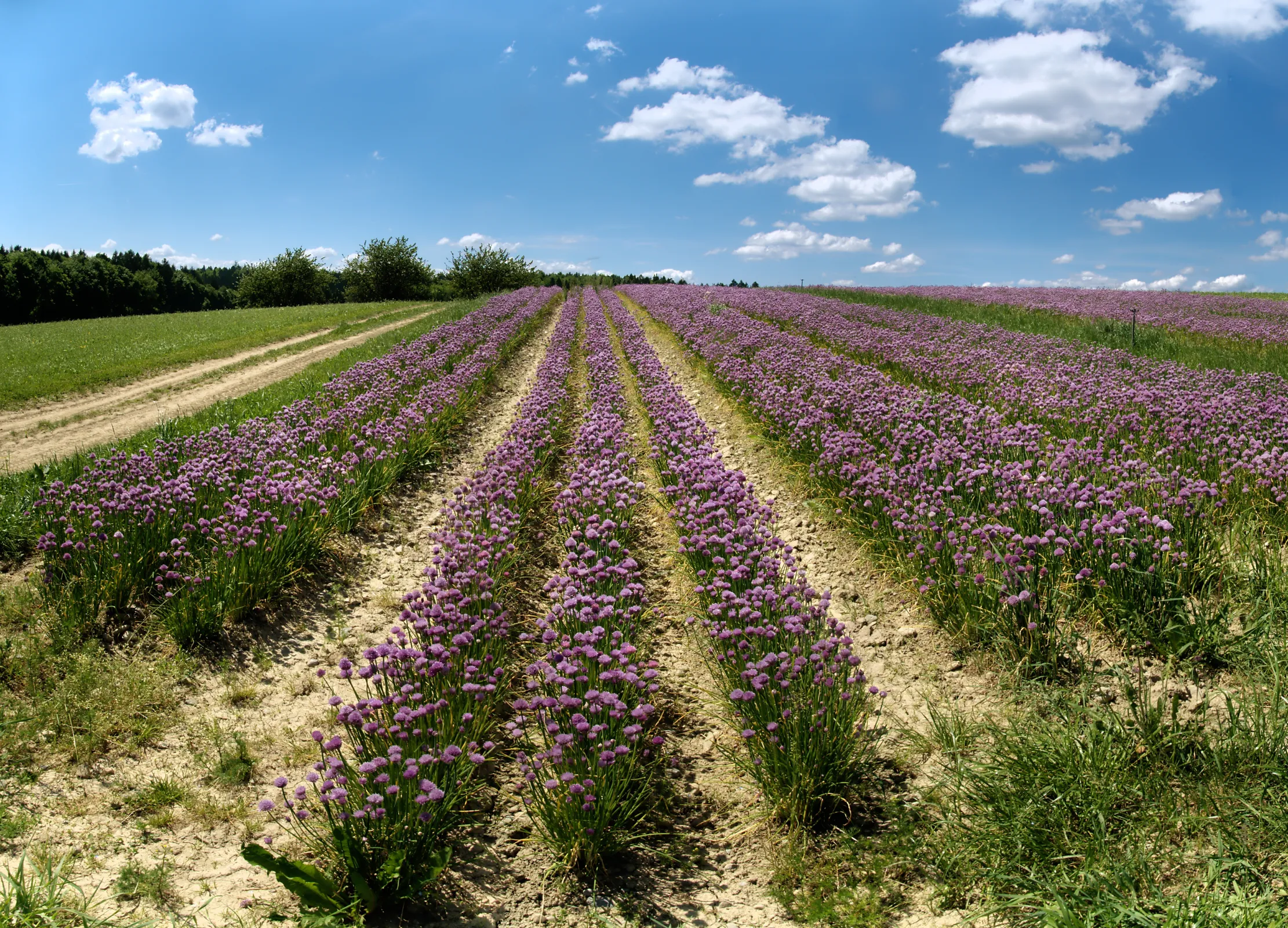 Schnittlauch-Feld mit violetten Blüten in geraden Reihen unter blauem Himmel mit Weiß- wolken, umgeben von grünen Wiesen und Wald.