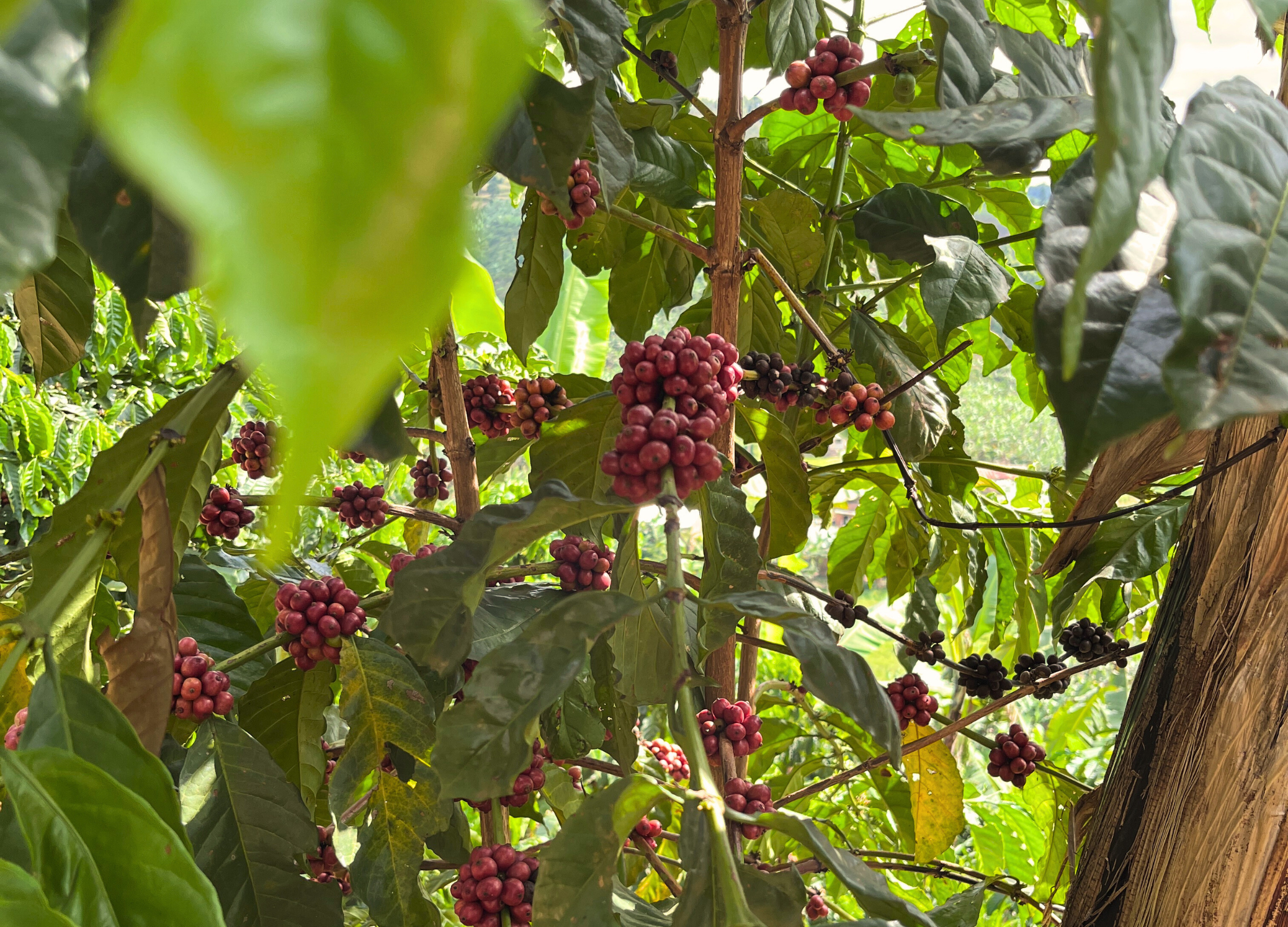 Reife, rote Kaffeekirschen hängen dicht an dicht an einem Strauch mit dunkelgrünen Blättern