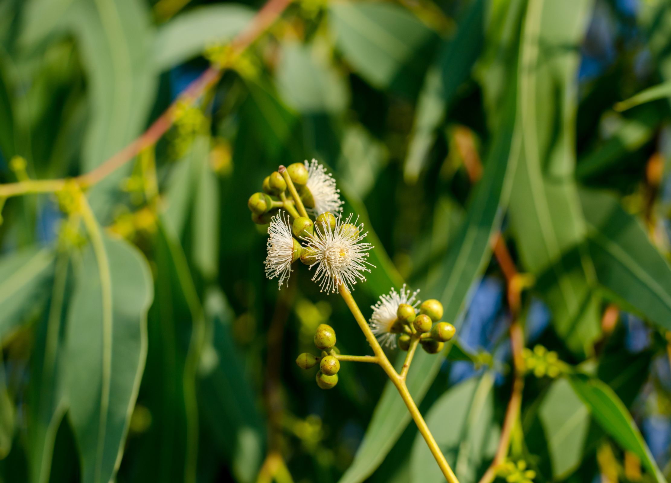 Eukalyptus Zweig eines Eukalyptusbaums mit länglichen, grünen Blättern, runden Knospen und weißen, puscheligen Blüten