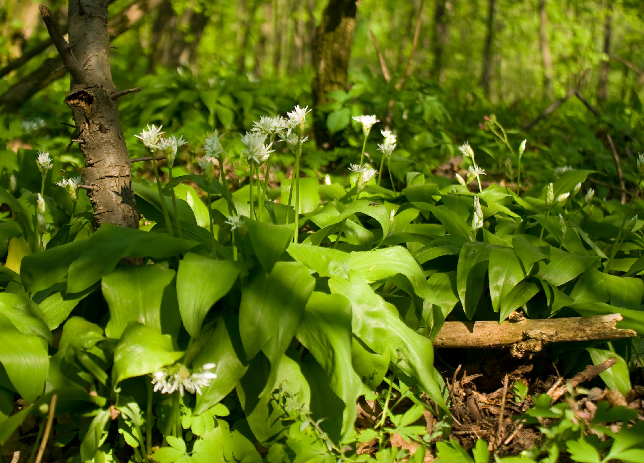 Bärlauch Breite grüne Blätter und weiße Blüten des Bärlauchs bedecken den Waldboden in einem lichten Laubwald