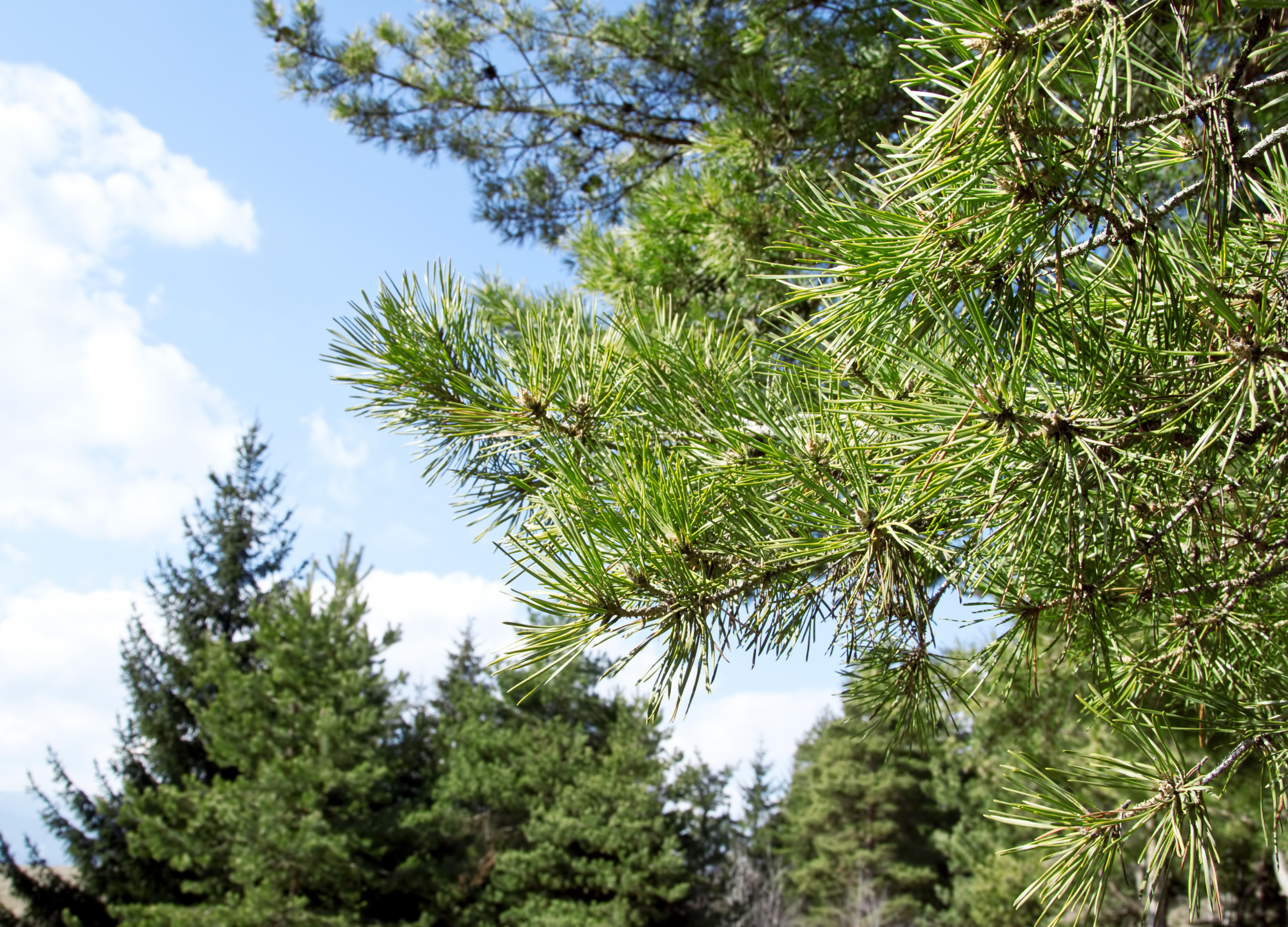 Kiefernsprosse Grüner Ast einer Kiefer mit langen, nadelförmigen Blättern vor einem Wald aus Nadelbäumen unter blauem Himmel