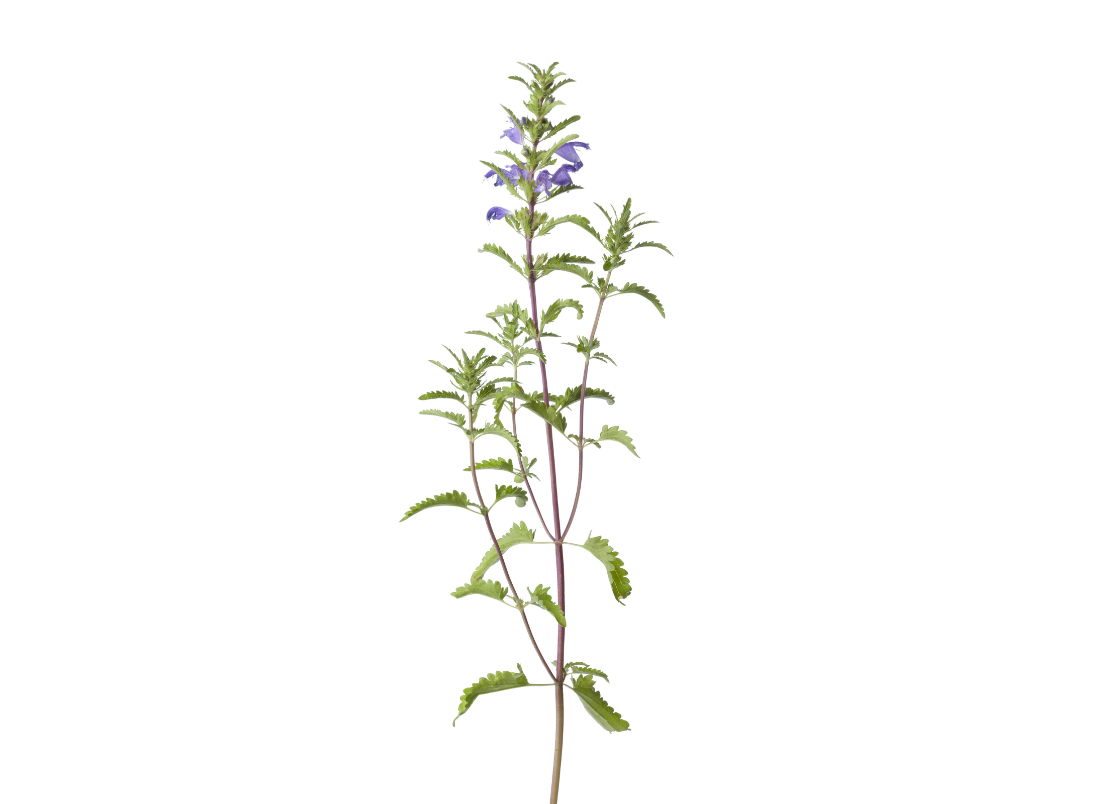 Drachenkopfmelisse Zarter Stängel der Drachenkopfmelisse mit violetten Blüten vor weißem Hintergrund