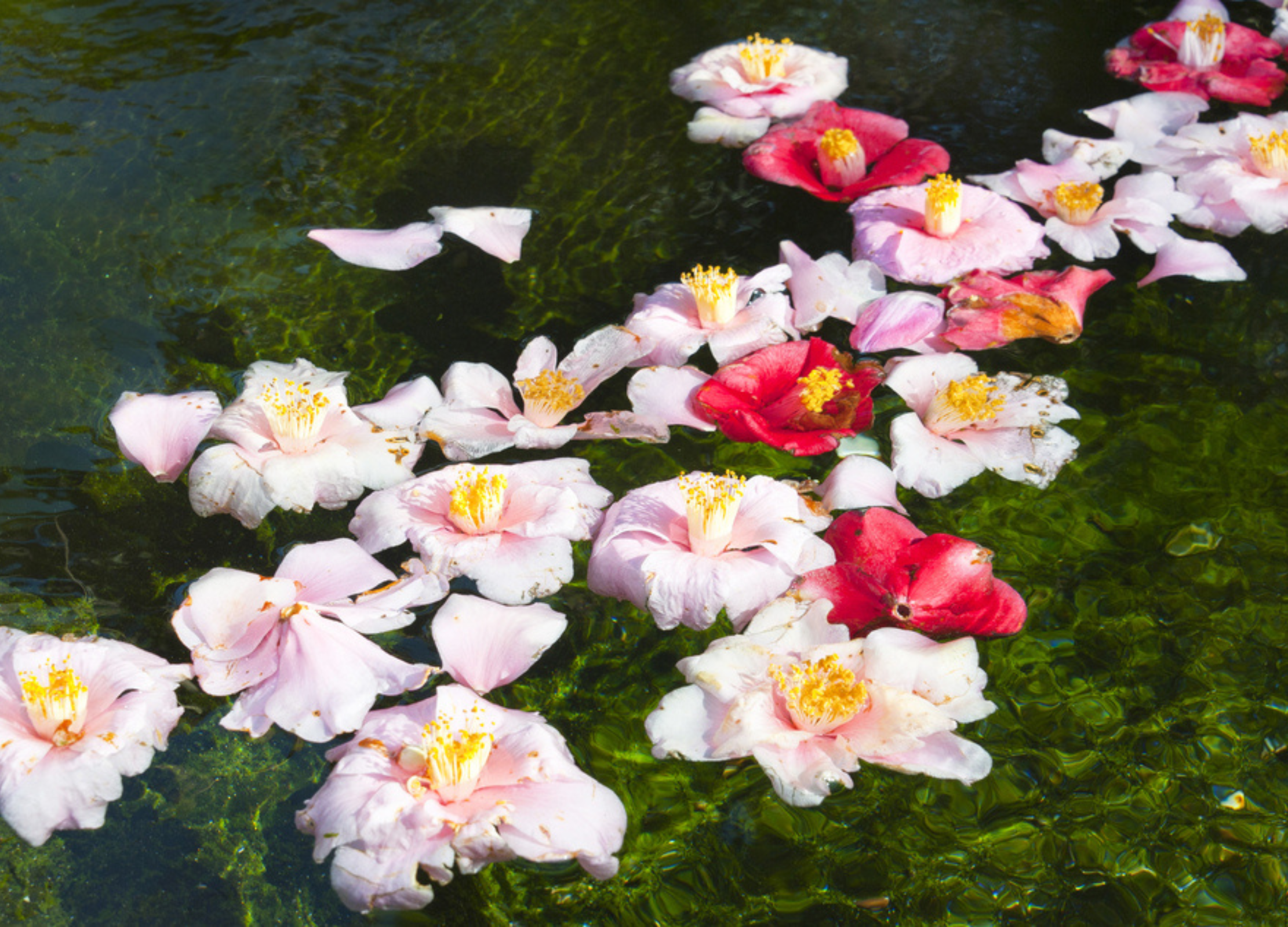 Rosa und rote Kamelienblüten schwimmen auf grünem Wasser und spiegeln das Sonnenlicht