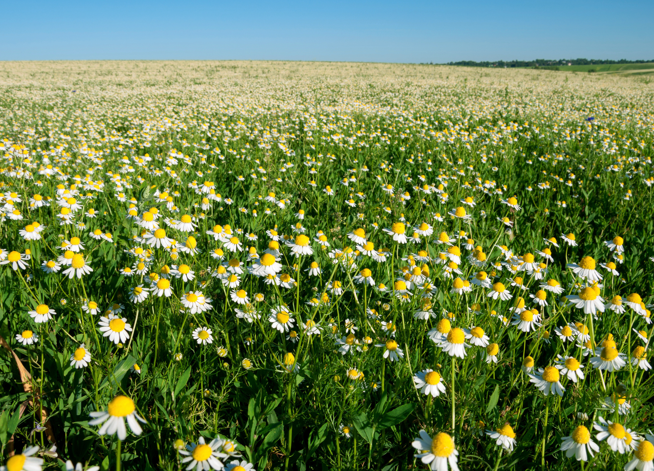 Kamille Weites Feld voller Kamille mit weißen Blütenblättern und leuchtend gelben Blütenköpfen unter blauem Himmel