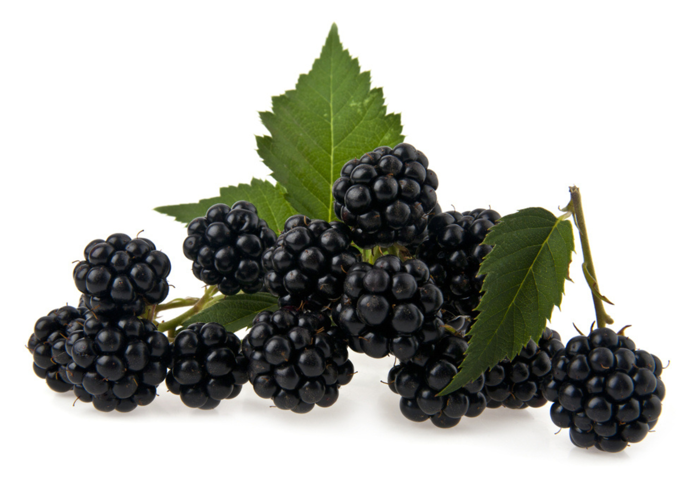 Mehrere reife, glänzend schwarze Brombeeren liegen mit grünen Blättern auf einem weißen Untergrund