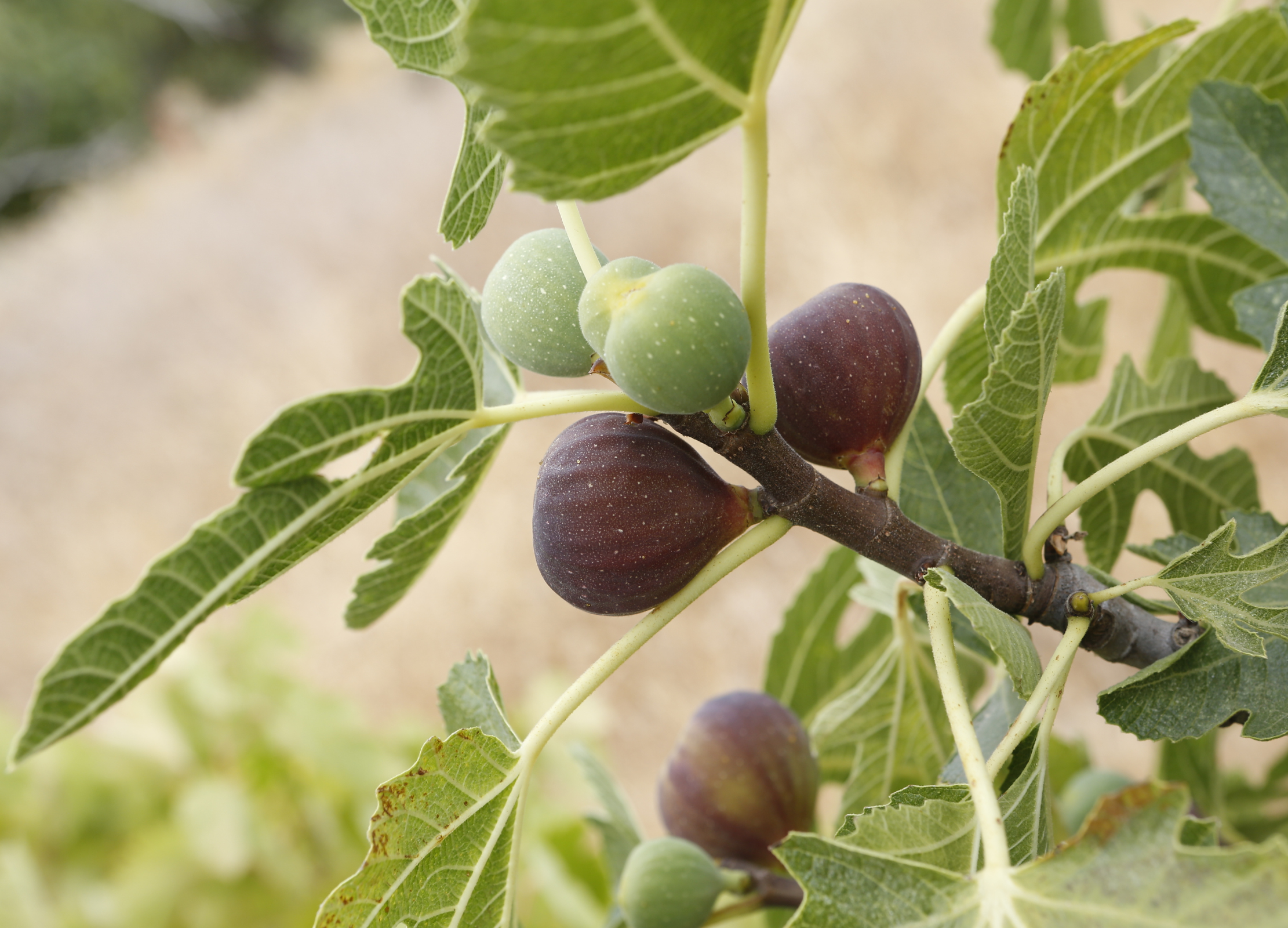 Feige Feigenbaum mit reifen violetten und unreifen grünen Feigen zwischen großen, gelappten Blättern