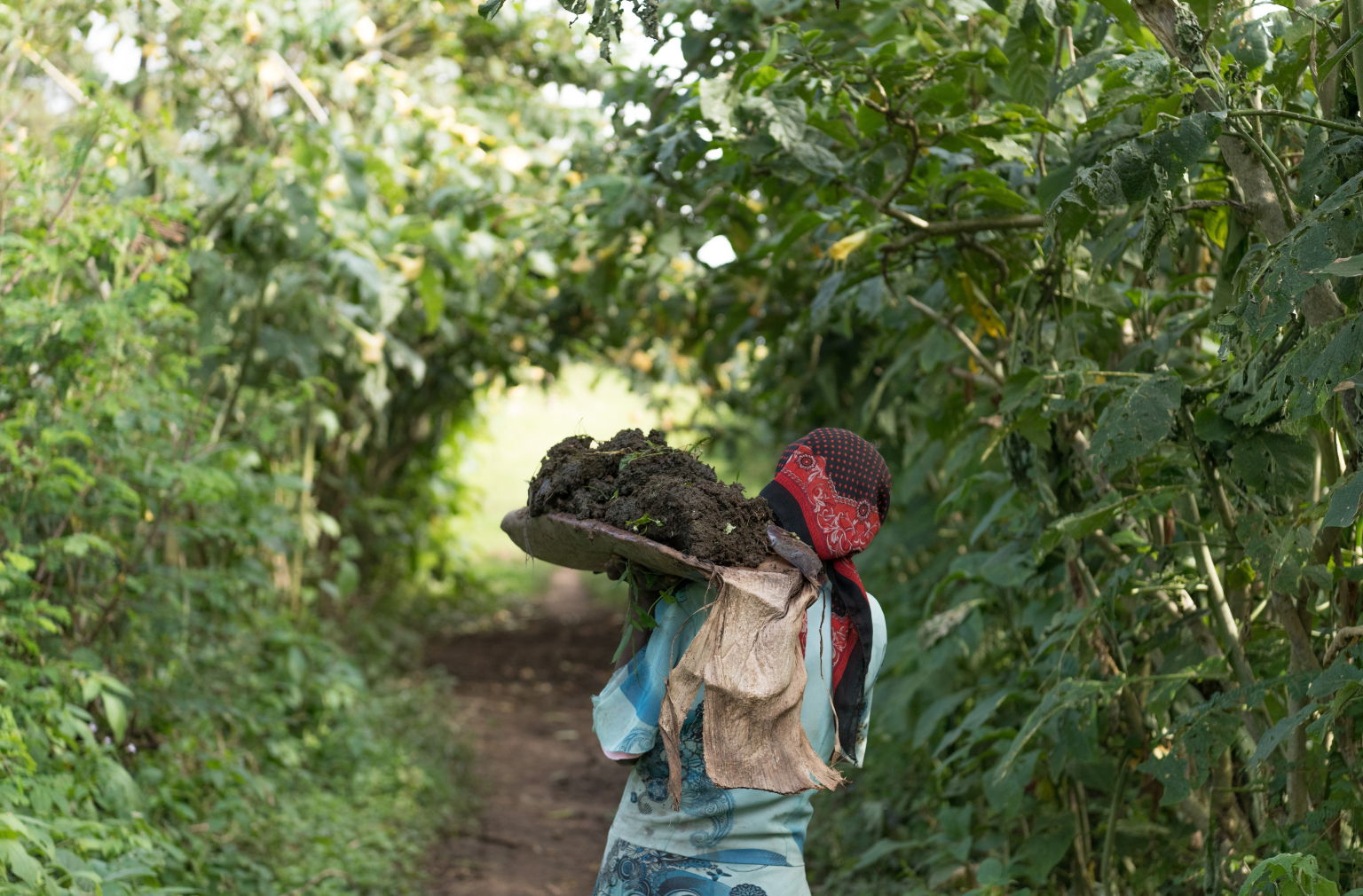 Person trägt einen Korb mit Erde oder Kompost auf dem Kopf, auf einem Pfad durch dichte Vegetation