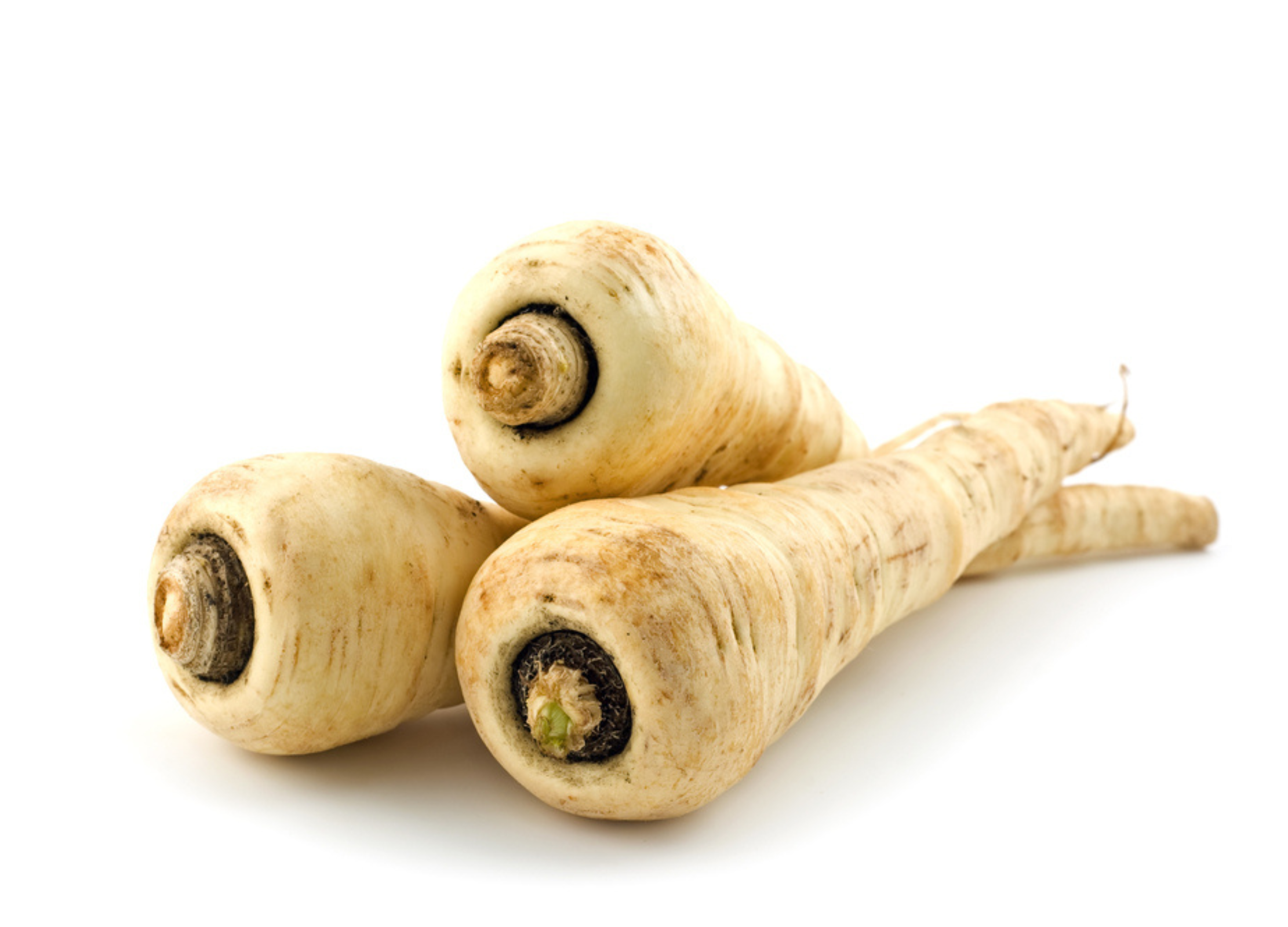 Pastinake Pastinake