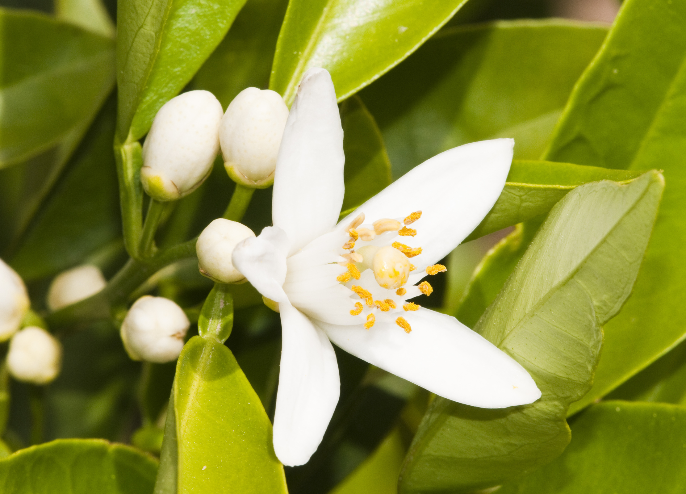 Orangenblüte Orangenblüte