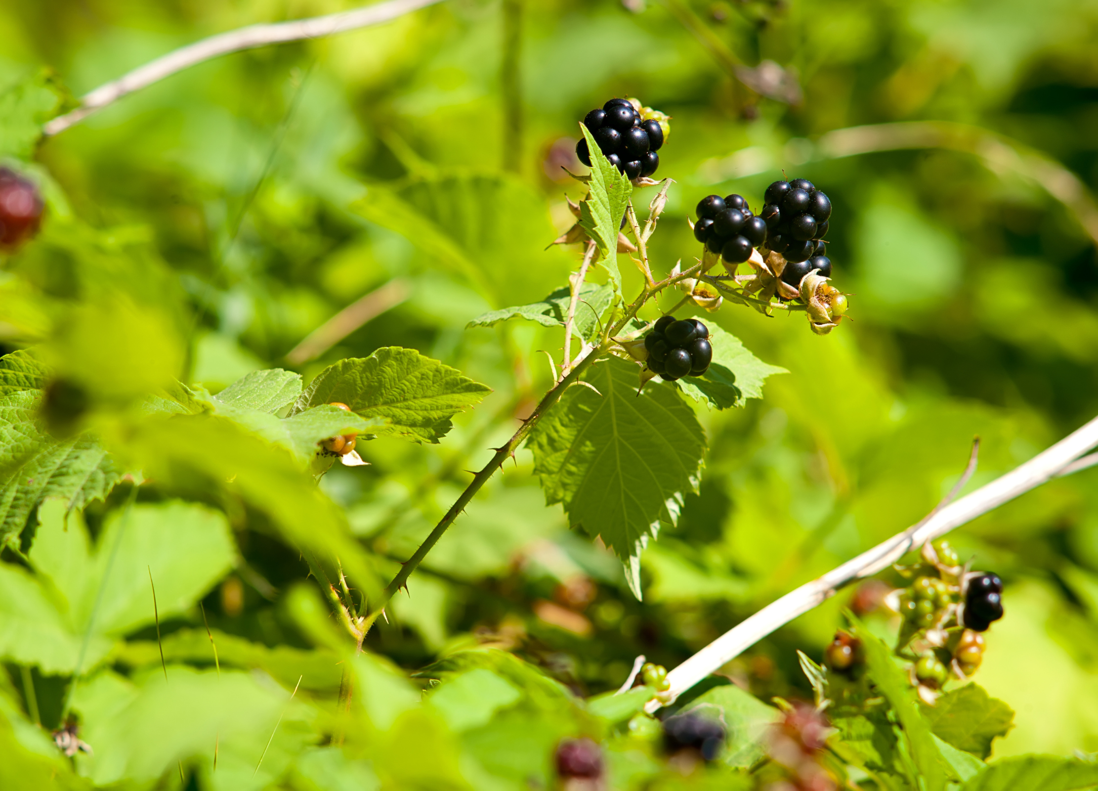 Süßes Brombeerblatt Süßes Brombeerblatt