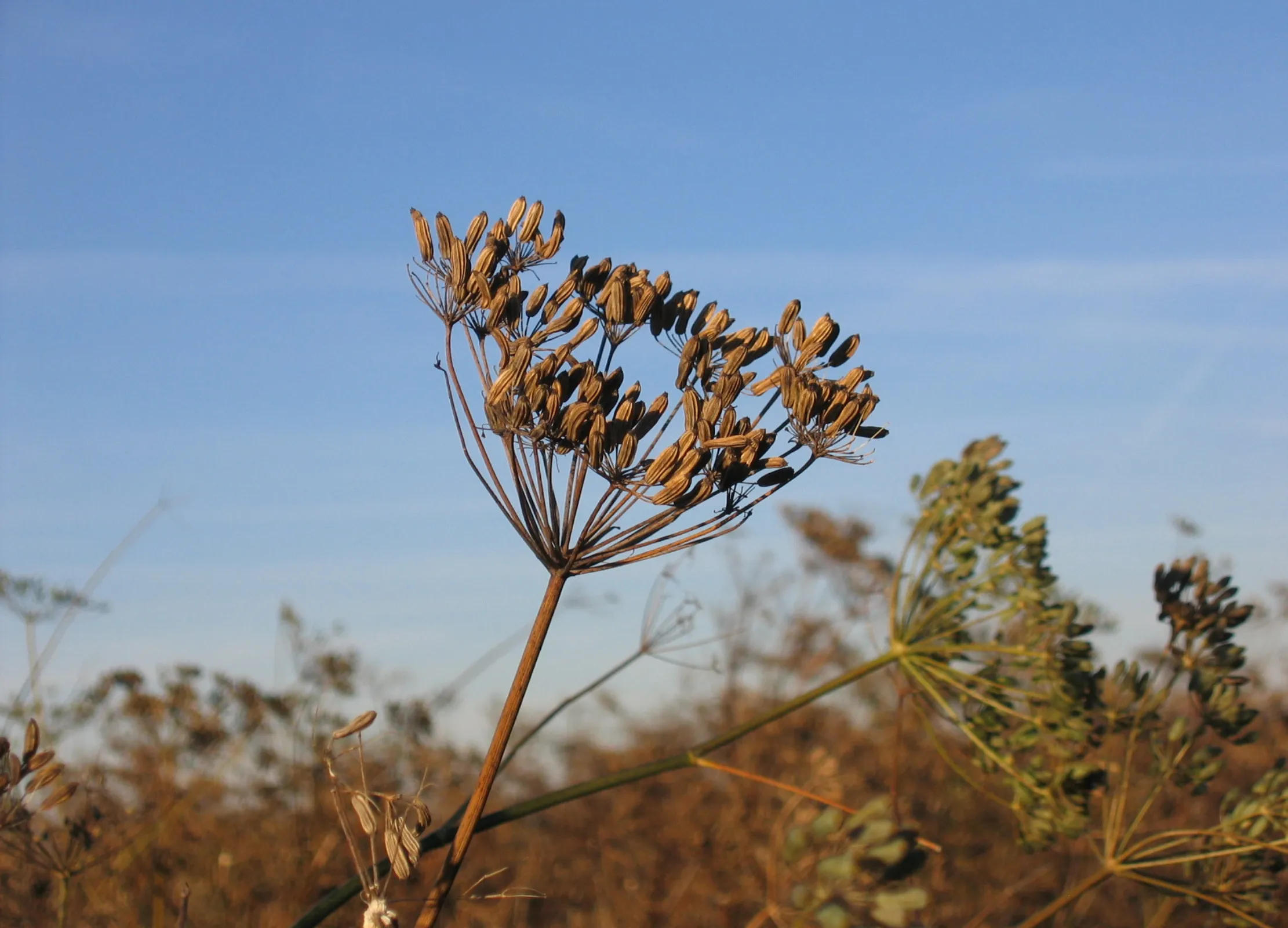 Getrockneter Fenchelschirm mit reifen Samen vor blauem Himmel