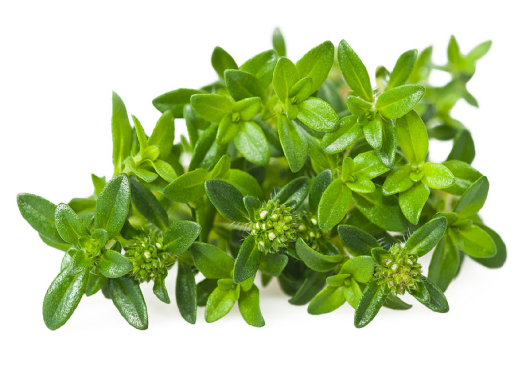 Bohnenkraut Bohnenkraut mit kurzen, spitzen Blättern und kleinen Knospen auf weißem Hintergrund